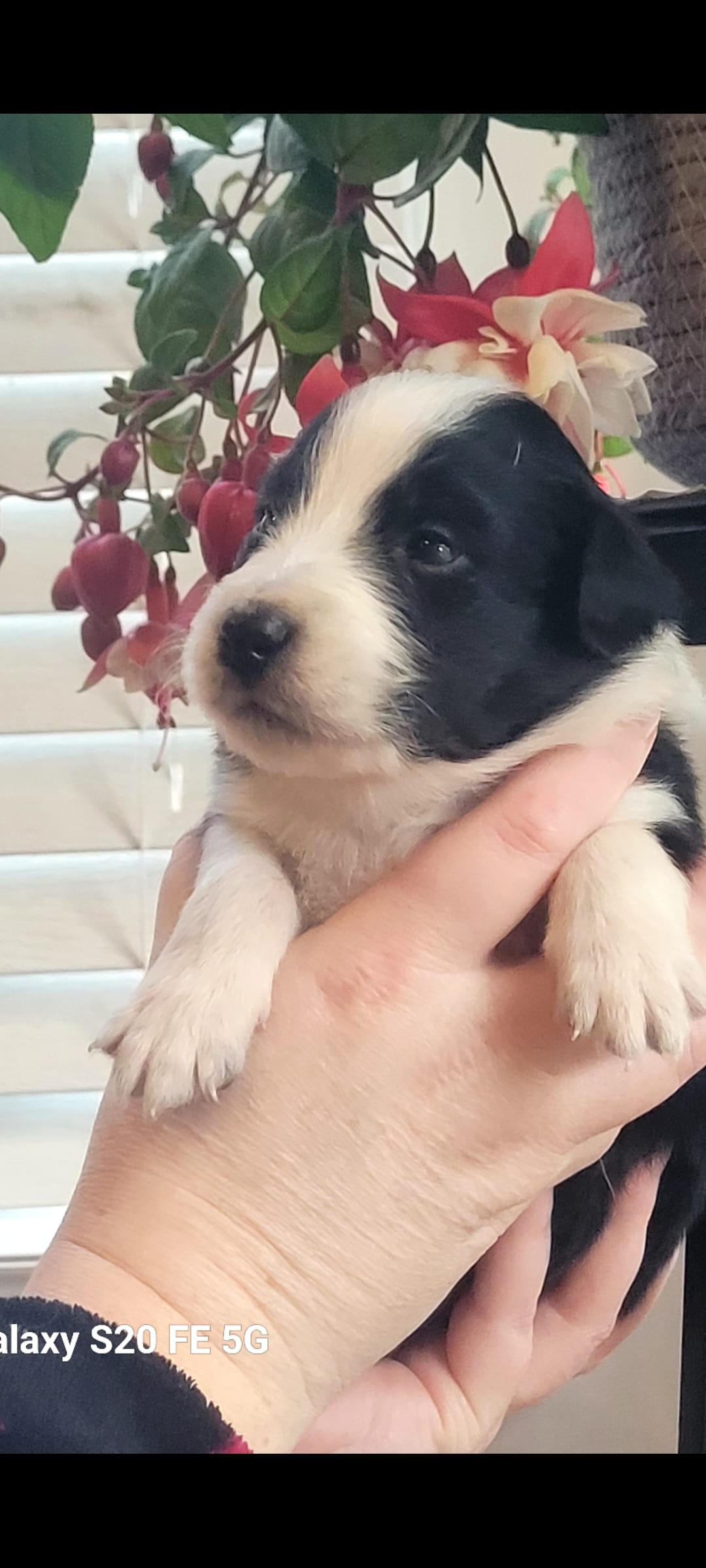 Dobby – Australian Shepherd puppy for sale in Williamsport, PA