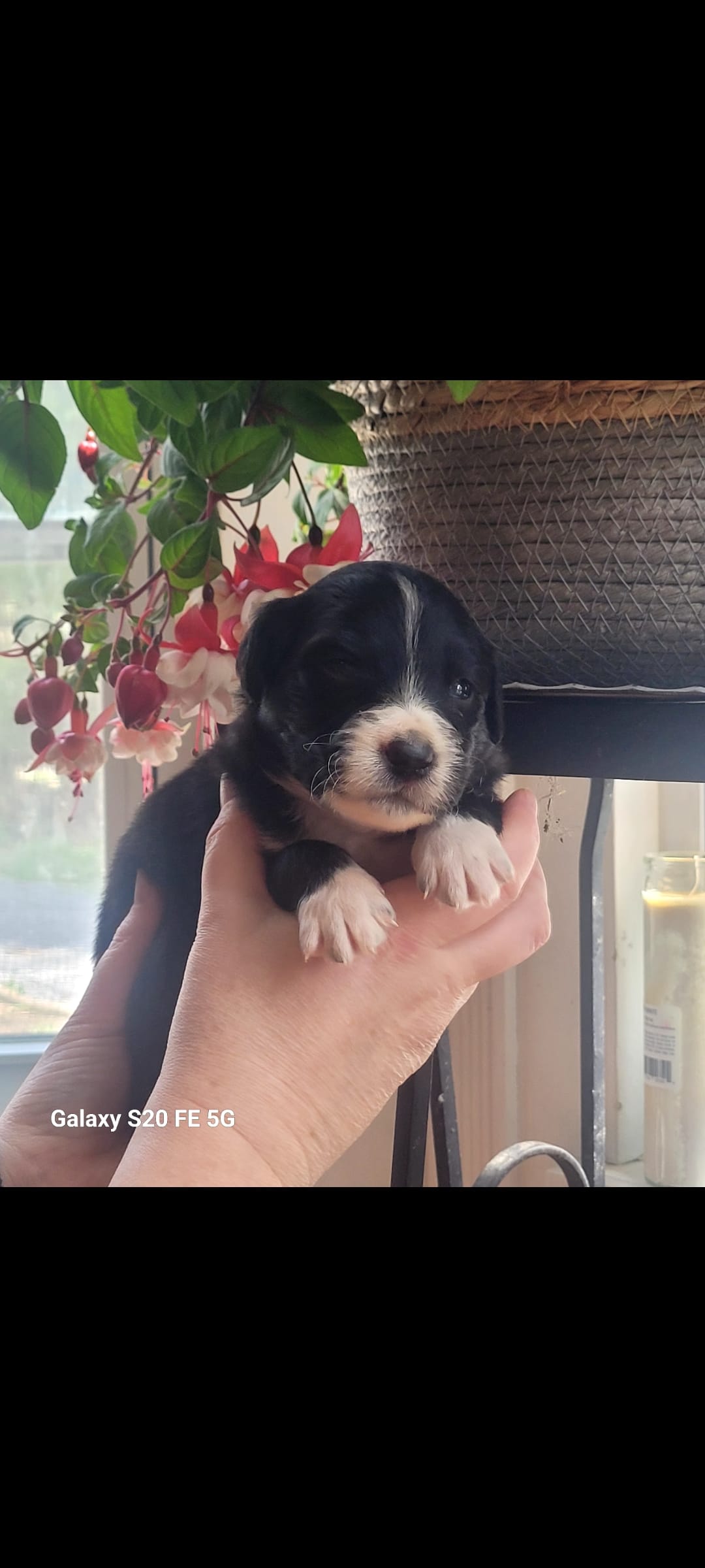 Goyle  – Australian Shepherd puppy for sale in Williamsport, PA