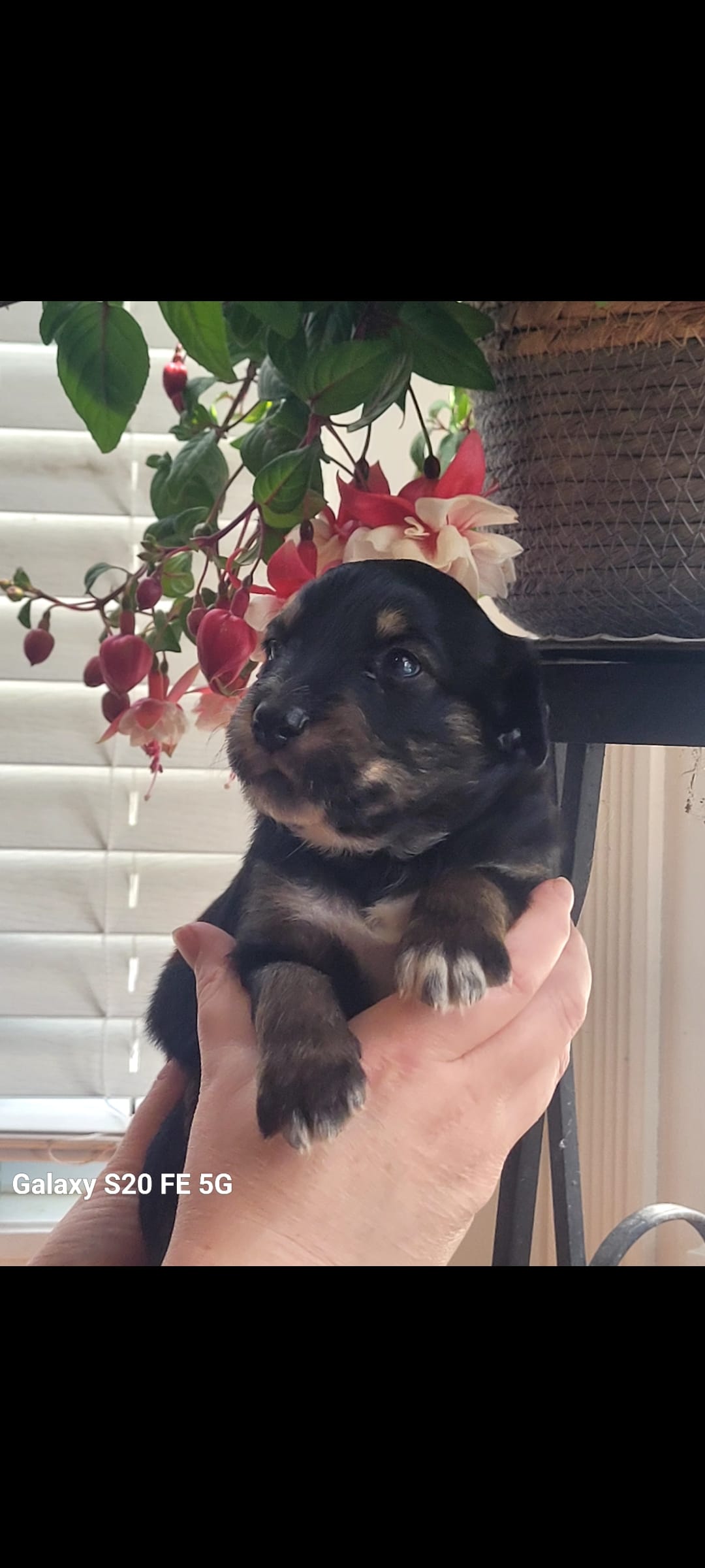 Crabbe – Australian Shepherd puppy for sale in Williamsport, PA
