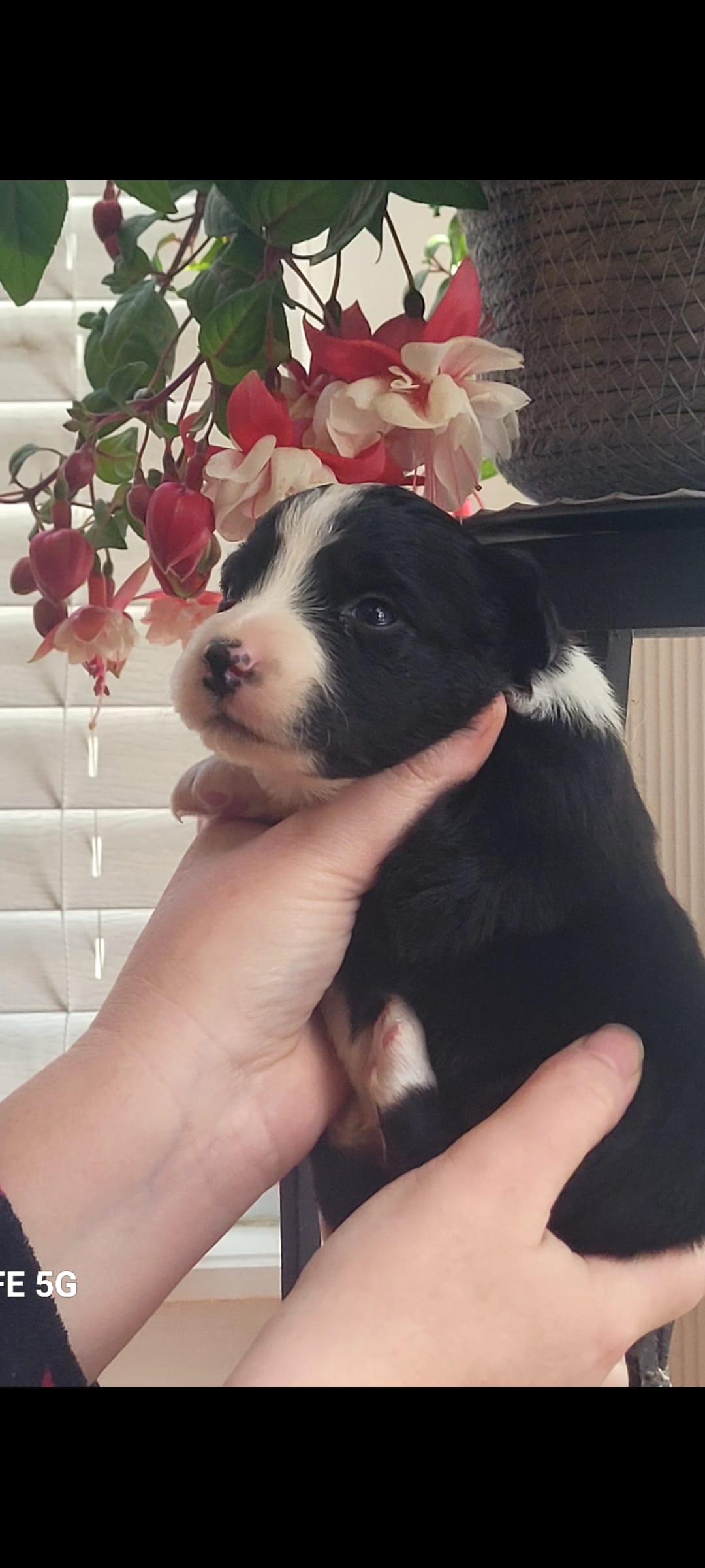 Hagrid – Australian Shepherd puppy for sale in Williamsport, PA