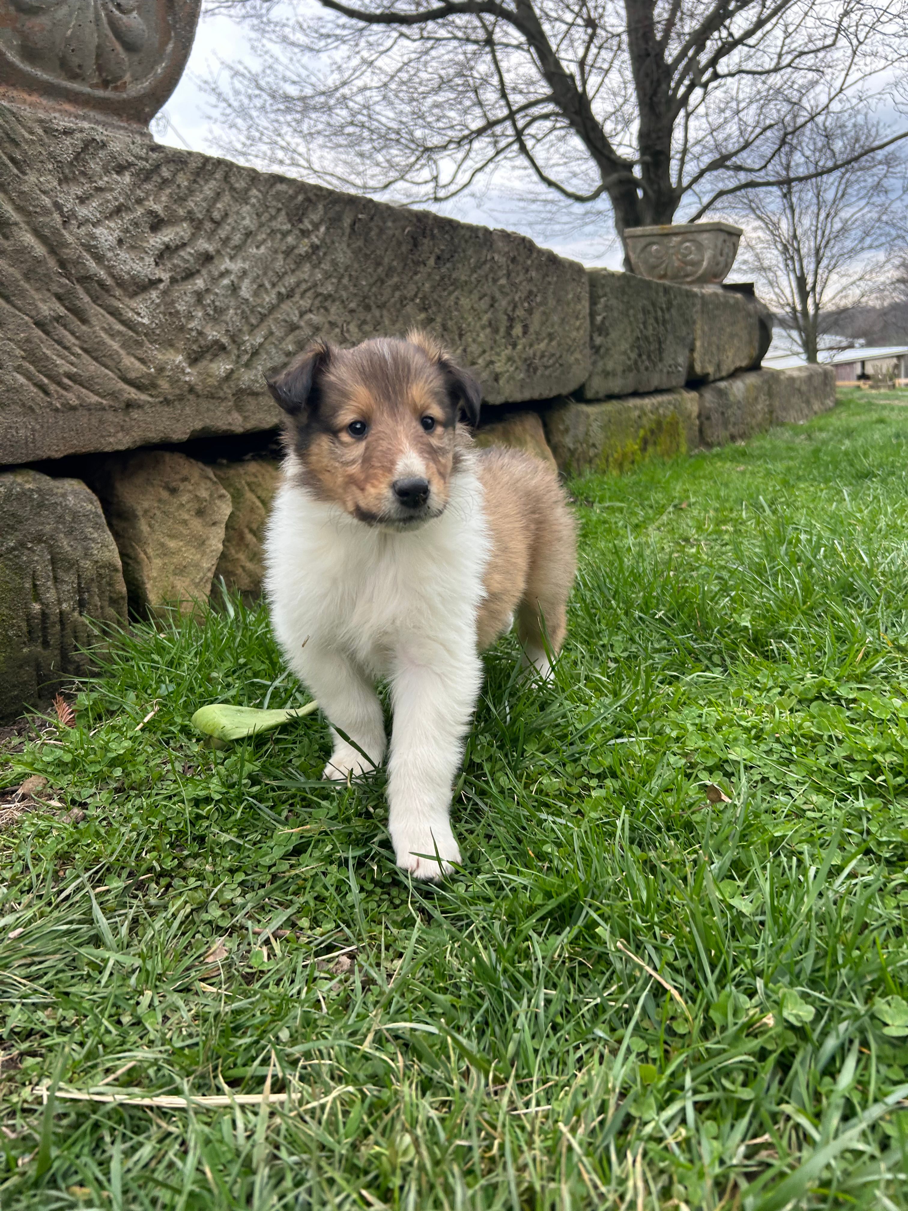 Pebbles – Collie puppy for sale in Stone Creek, OH
