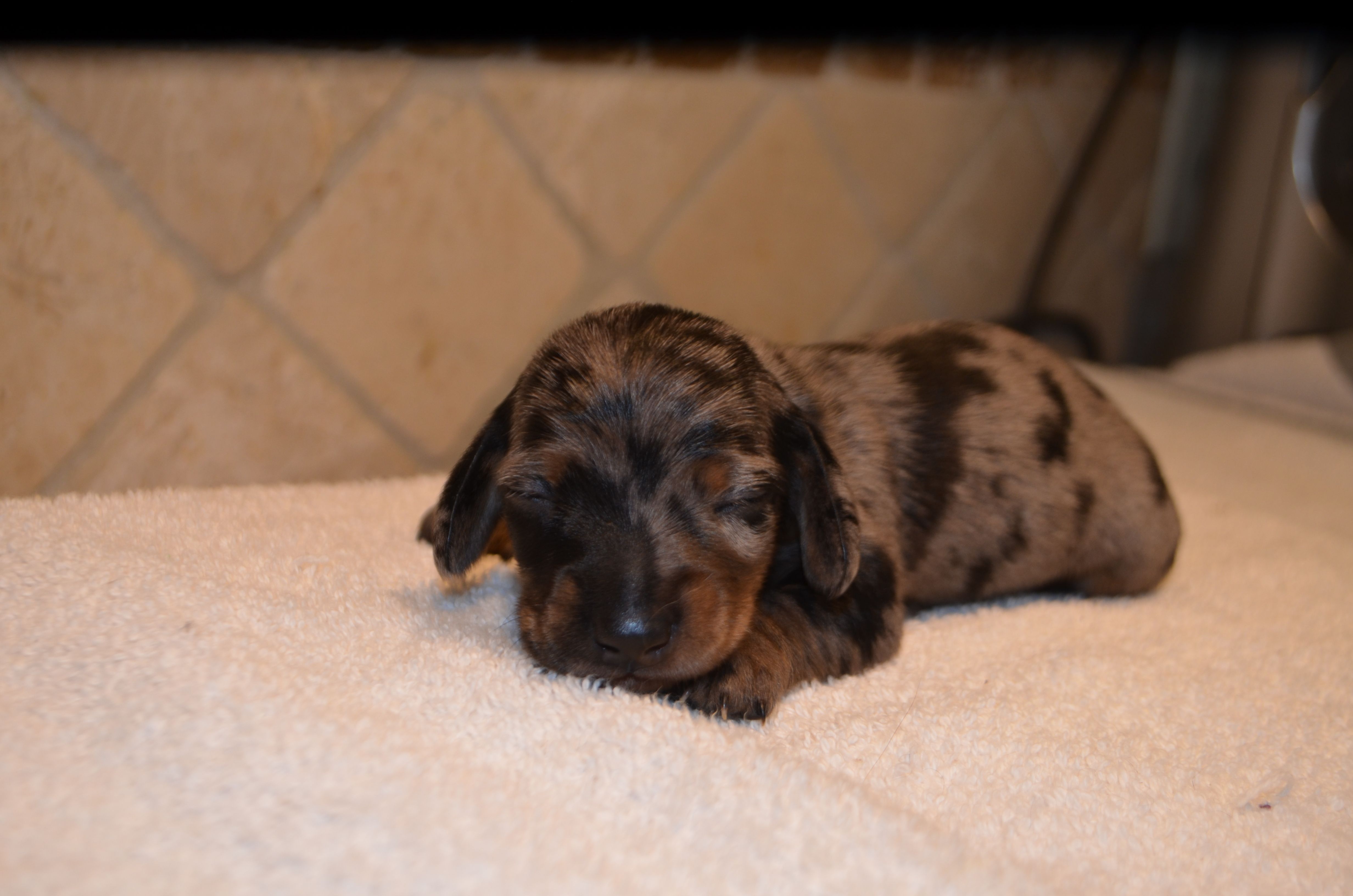 Buttons – Miniature Dachshund puppy for sale in Tuscumbia, AL