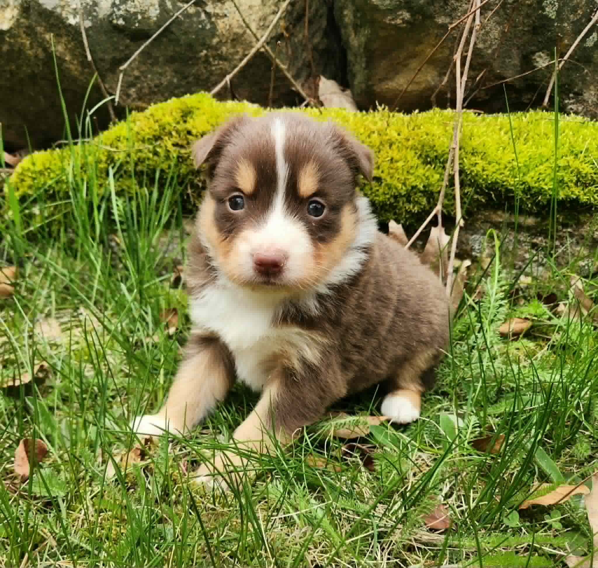 Polly – Miniature Australian Shepherd puppy for sale in Boston, MA