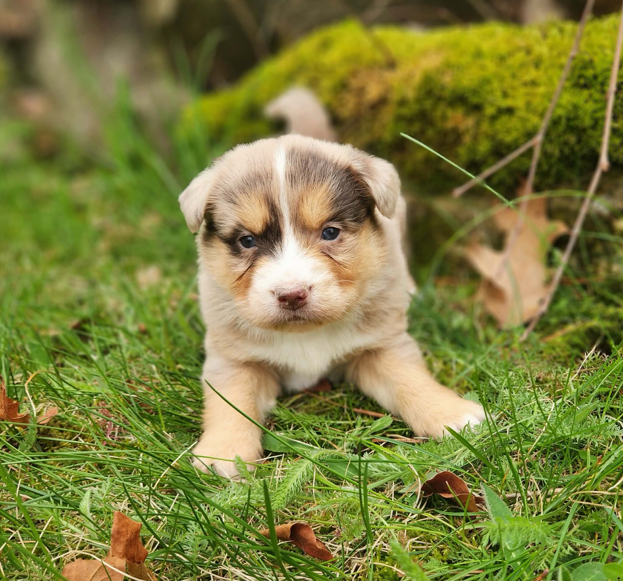Tilly – Miniature Australian Shepherd puppy for sale in Boston, MA