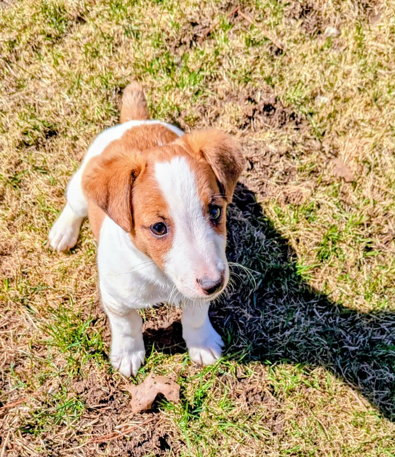 Blue – Jack Russell Terrier puppy for sale in Boston, MA