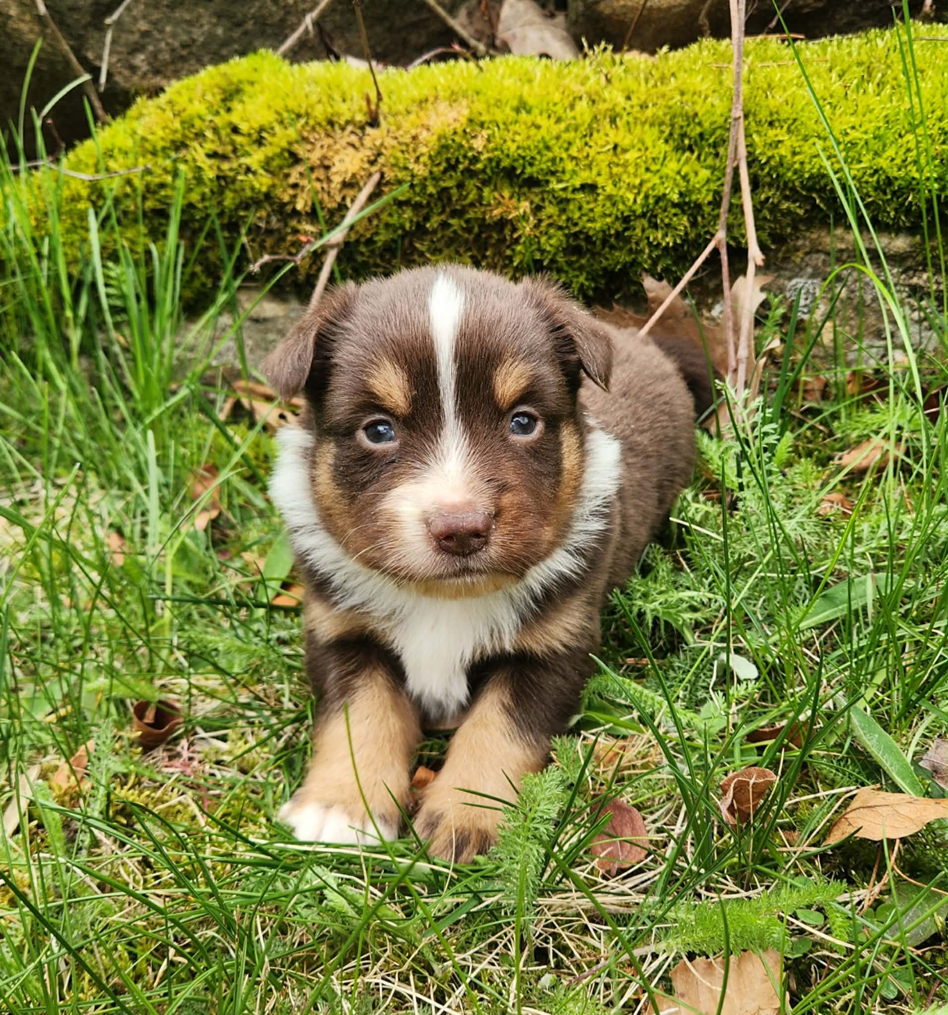 Louie – Miniature Australian Shepherd puppy for sale in Boston, MA