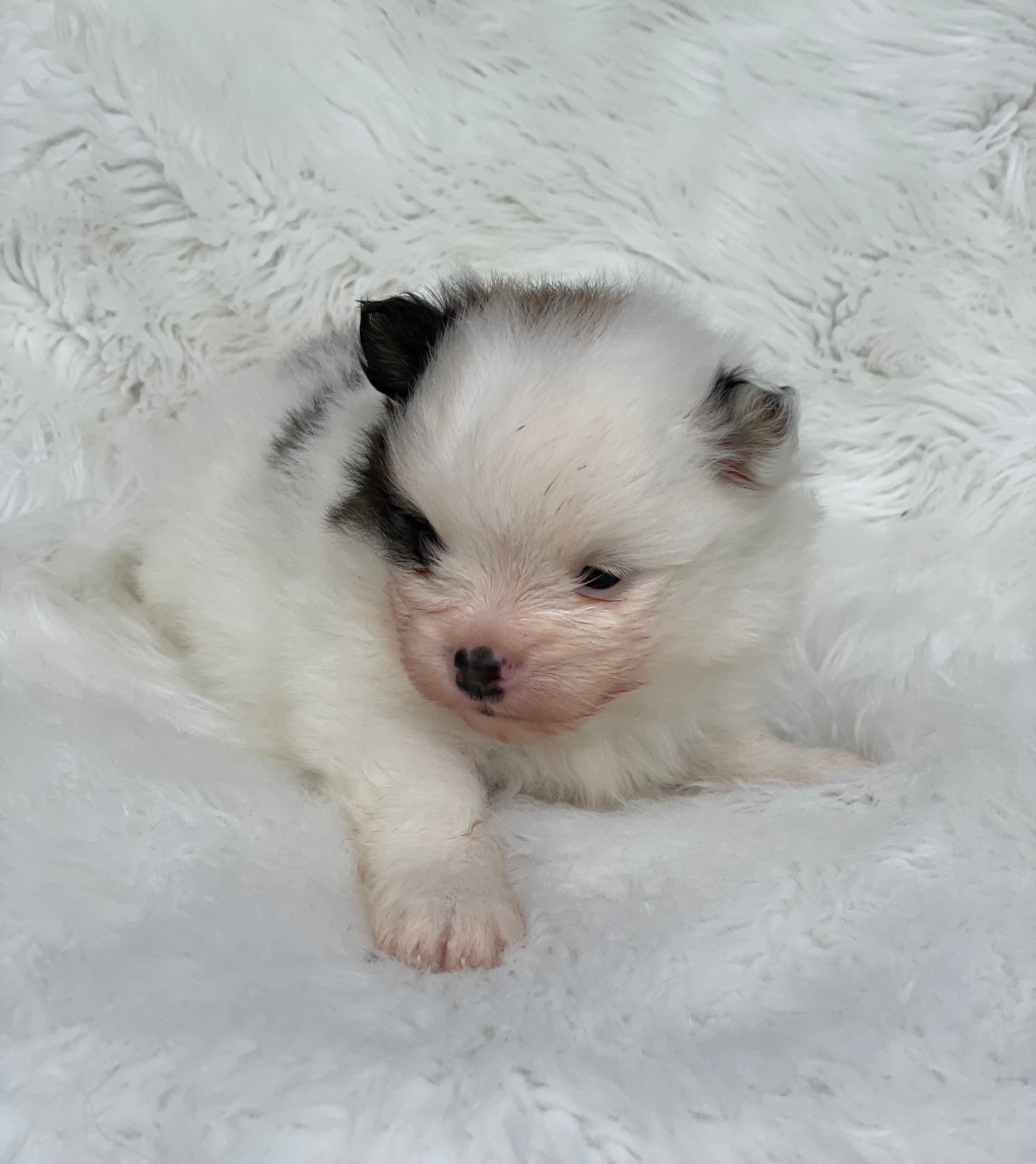 Biscuit  – Pomeranian puppy for sale in Harrison, AR