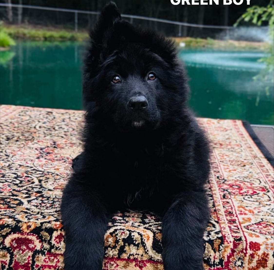 Mr. Green – German Shepherd Dog puppy for sale in Gadsden, AL