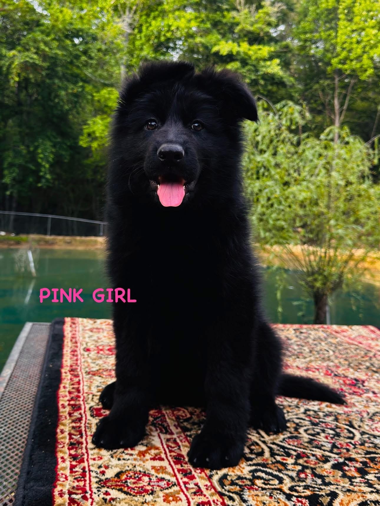 Miss Pink – German Shepherd Dog puppy for sale in Gadsden, AL