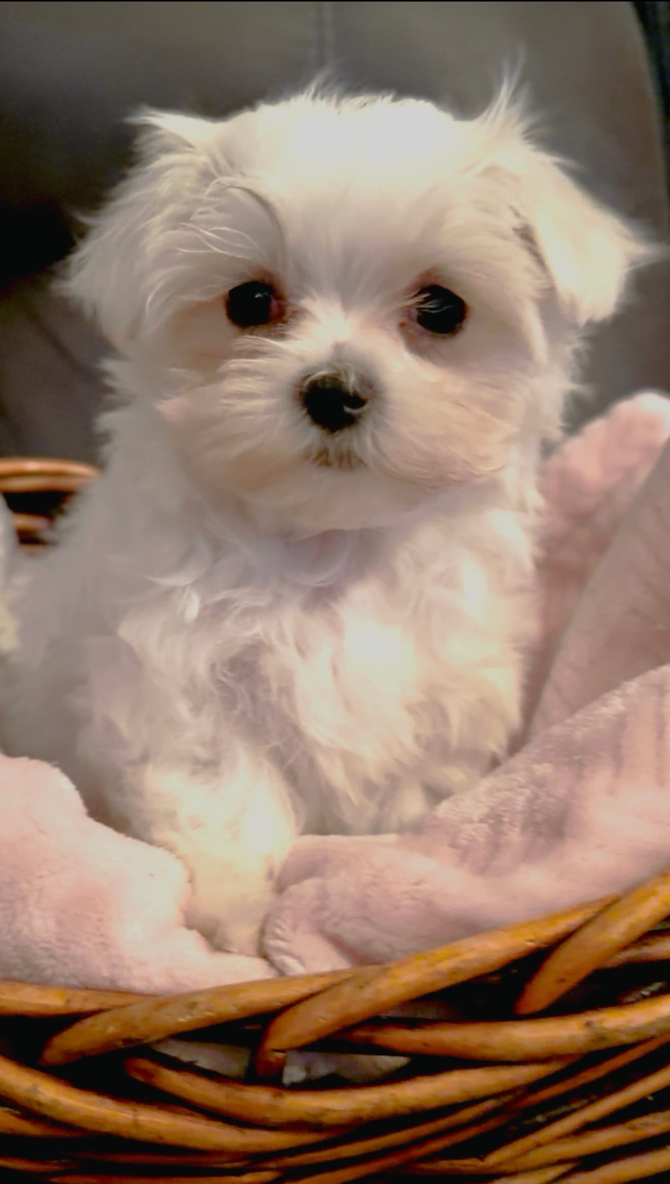 AKC Champion Line Harry – Maltese puppy for sale in Redding Ridge, CT