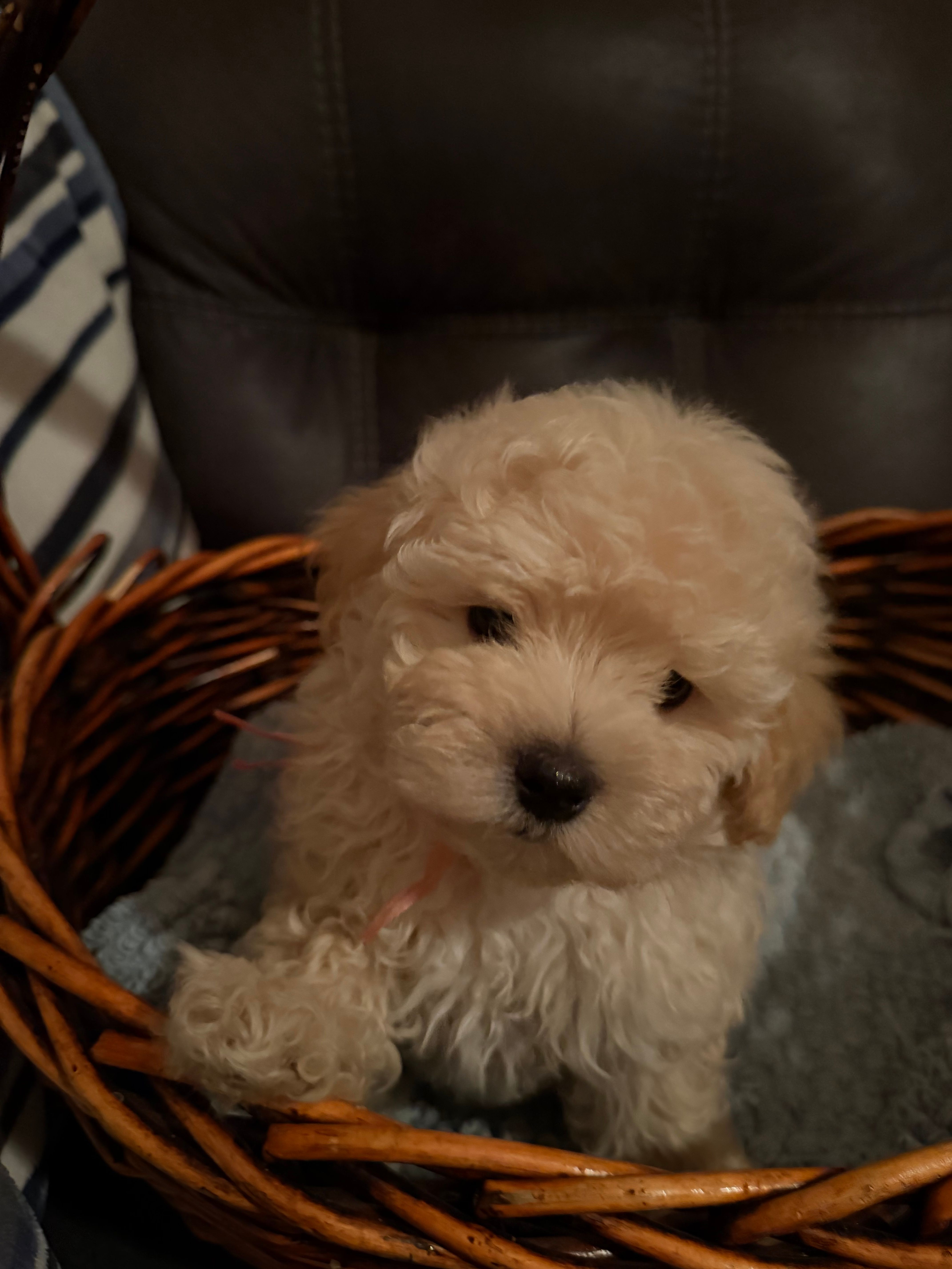 Cream puff  – Maltipoo puppy for sale in Redding Ridge, CT