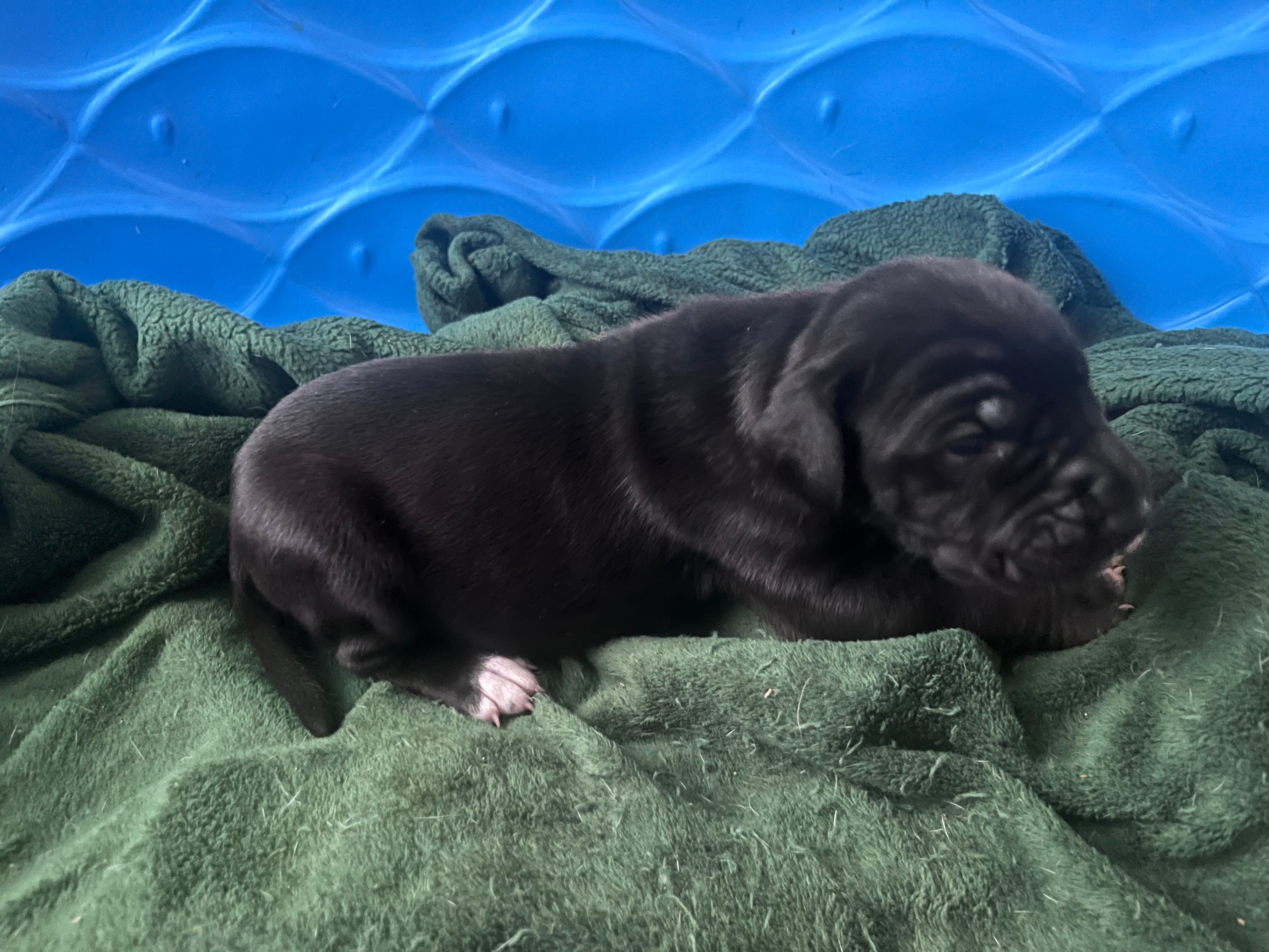 Green – Great Dane puppy for sale in Wrightsville, PA