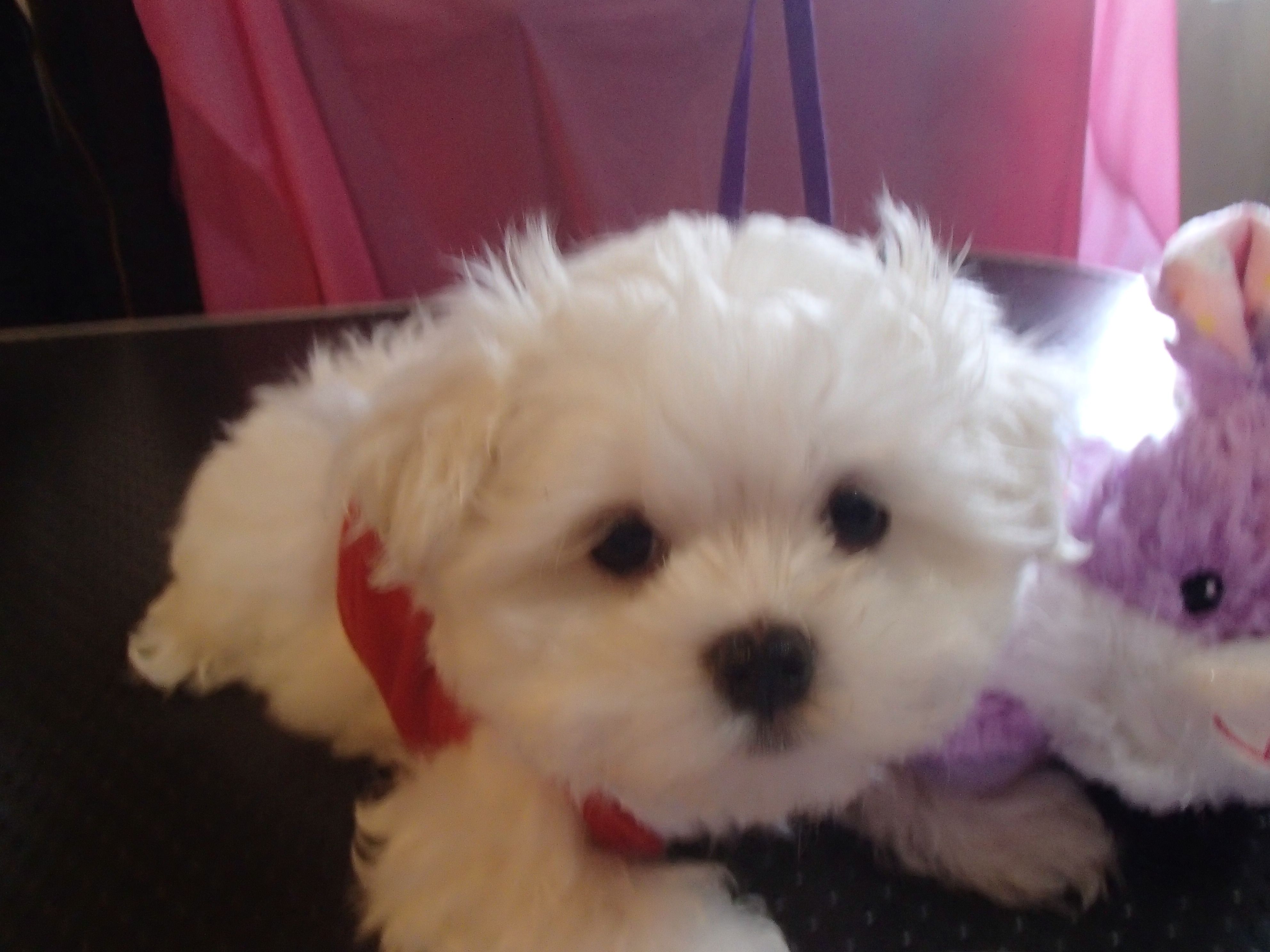 Ivan – Maltese puppy for sale in Elma, WA