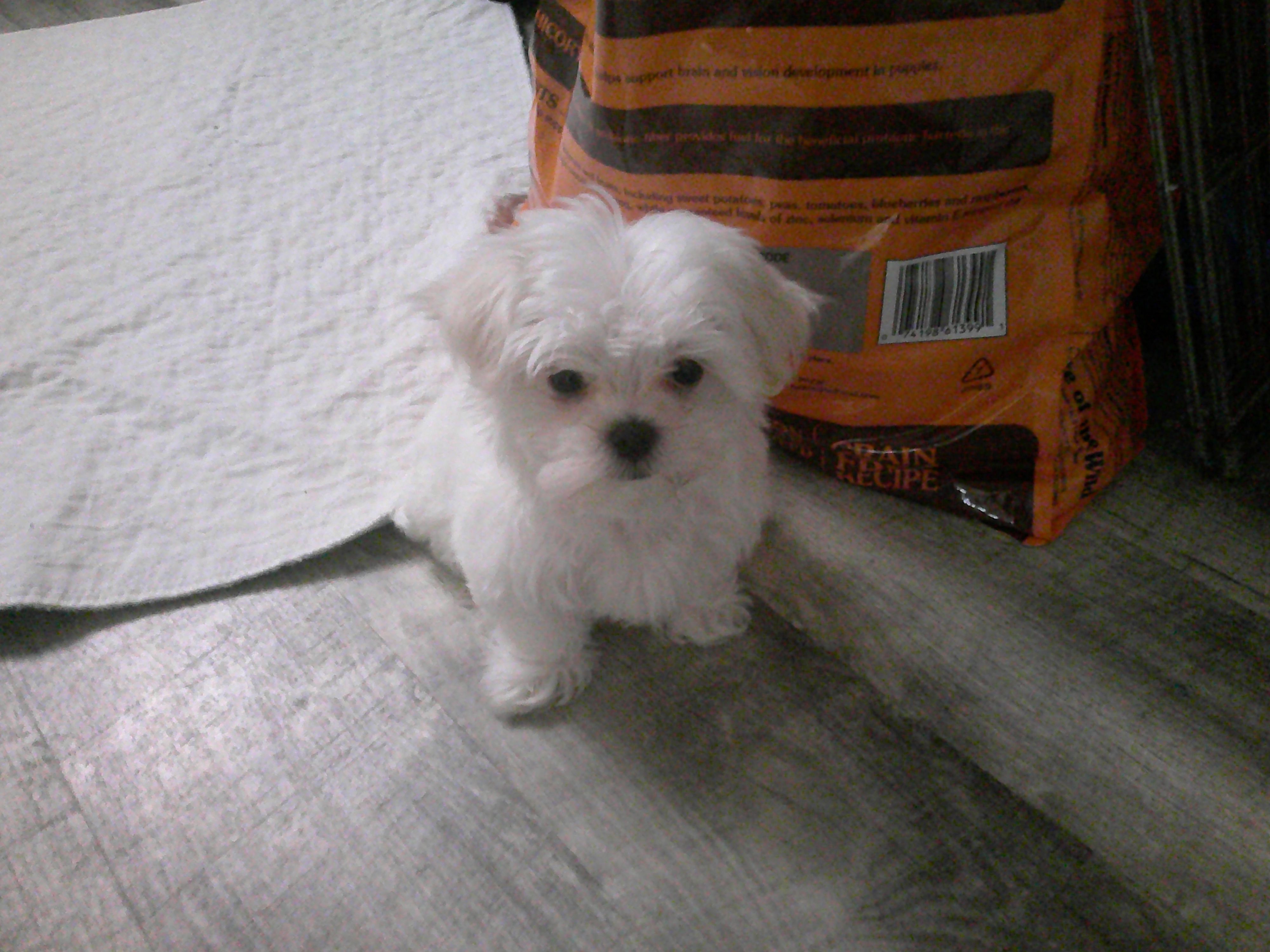 Casper – Maltese puppy for sale in Elma, WA