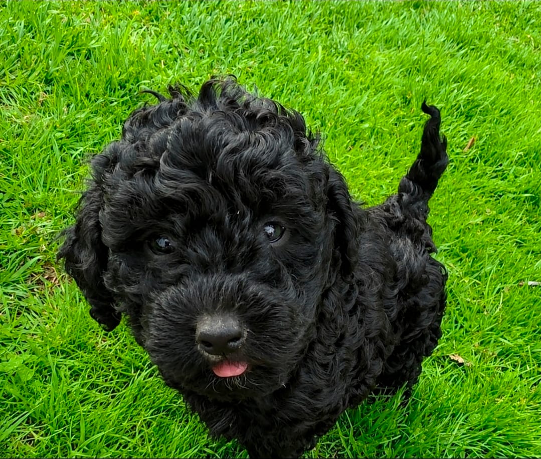 AKC Bella – Poodle - Toy  puppy for sale in Agawam, MA