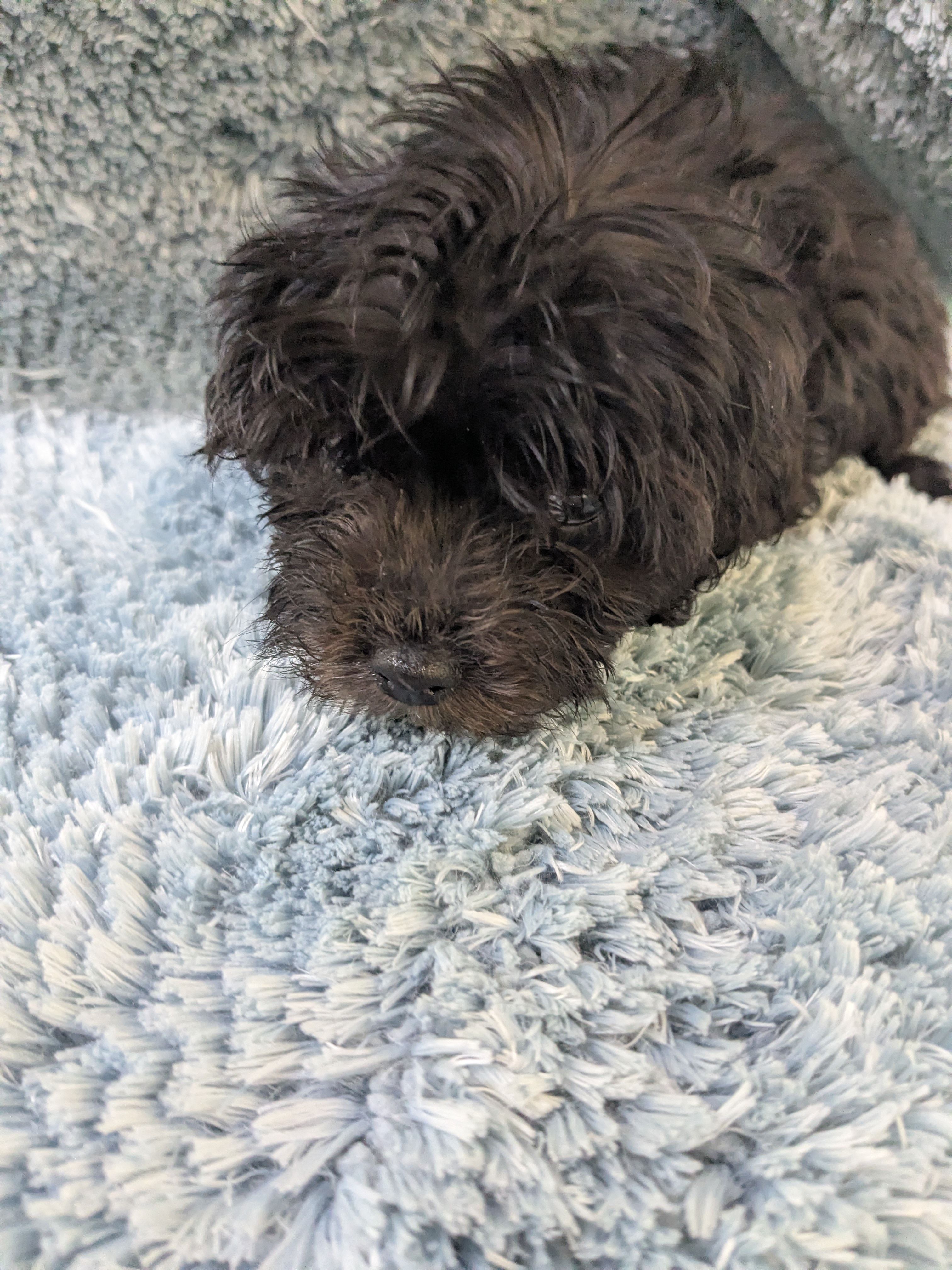 Malta  – Maltipoo puppy for sale in Loxley, AL