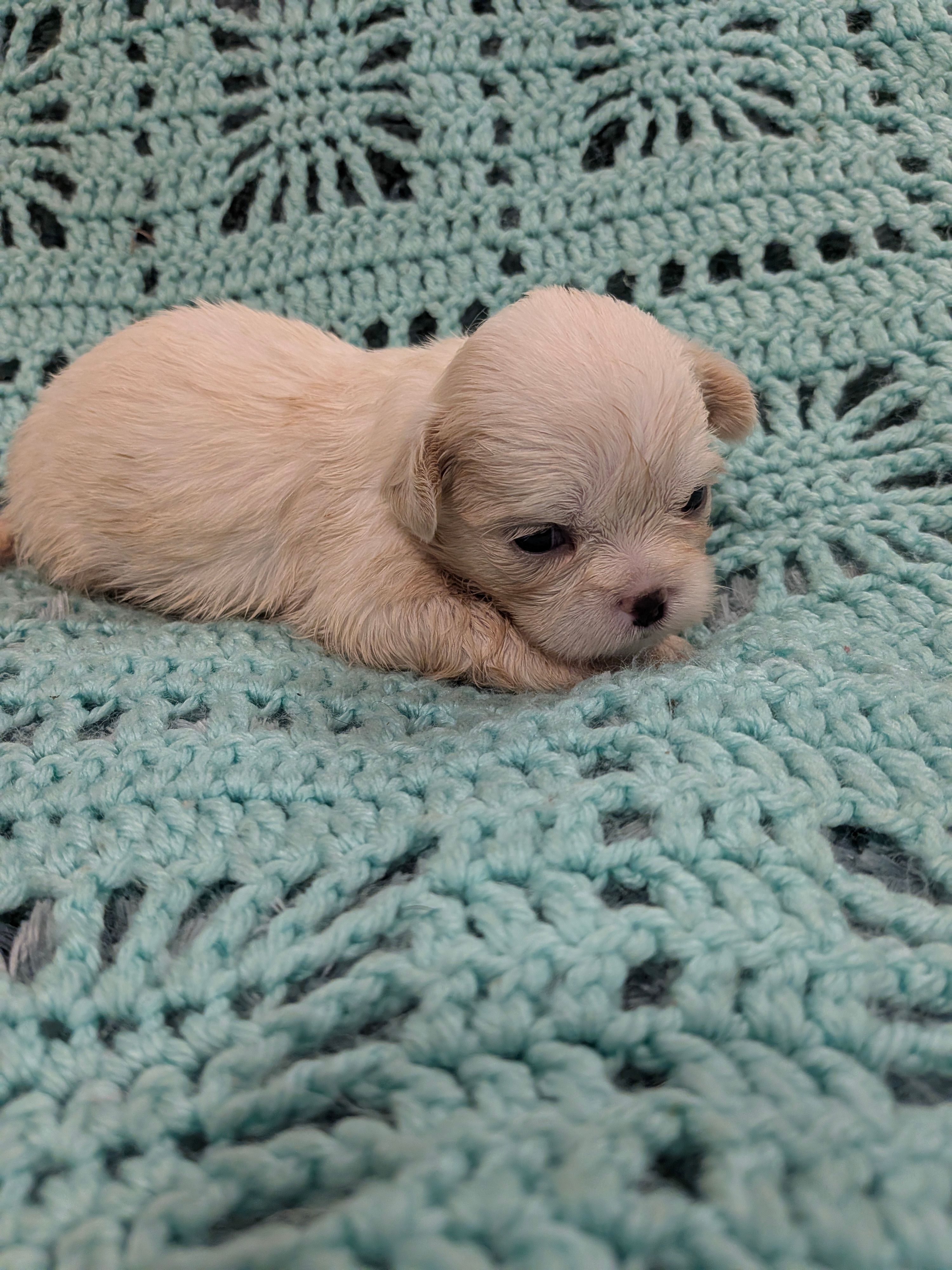 Sunny – Shih Tzu puppy for sale in Loxley, AL