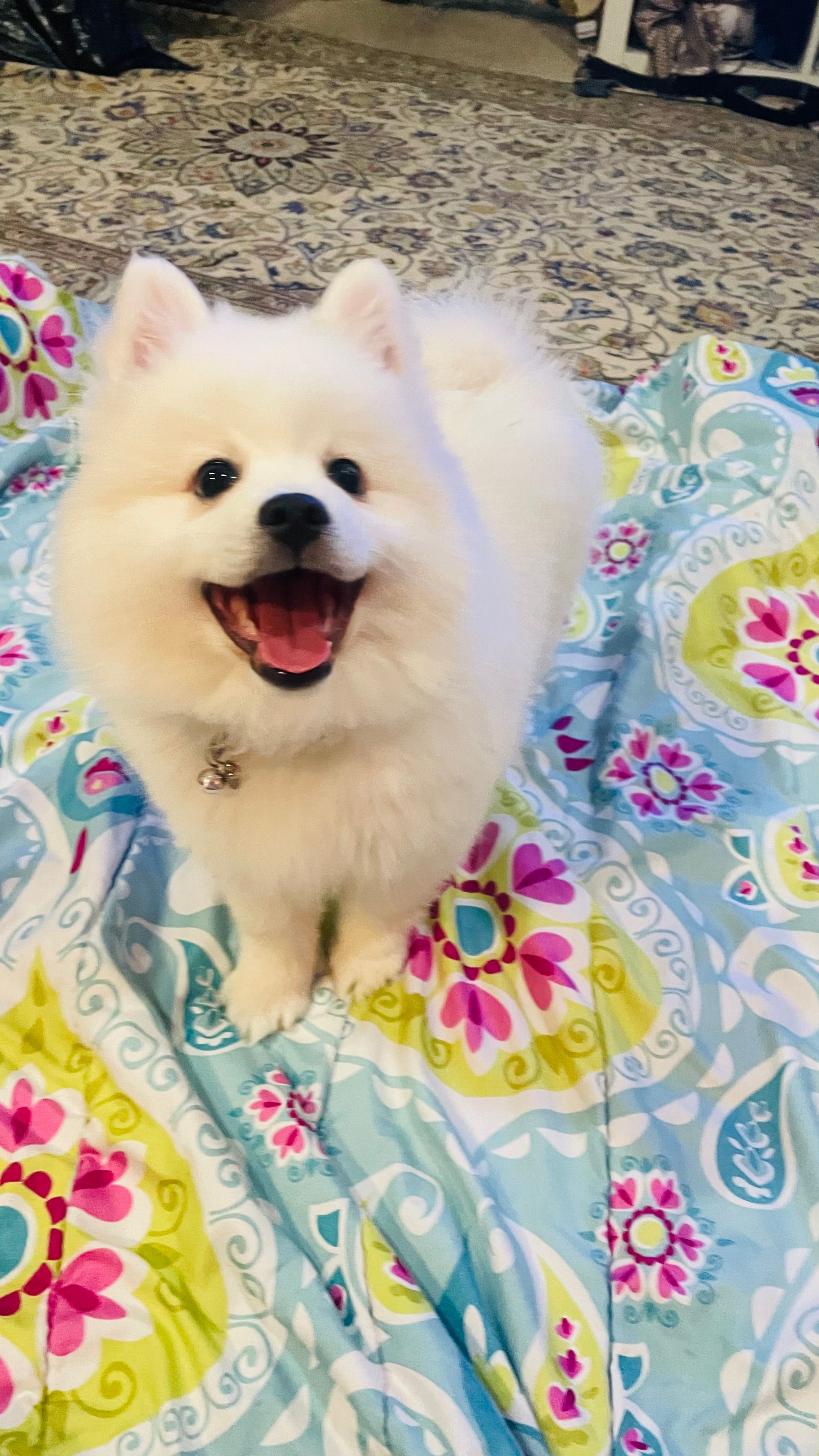 Blossom 🌼  – American Eskimo puppy for sale in Saratoga, CA