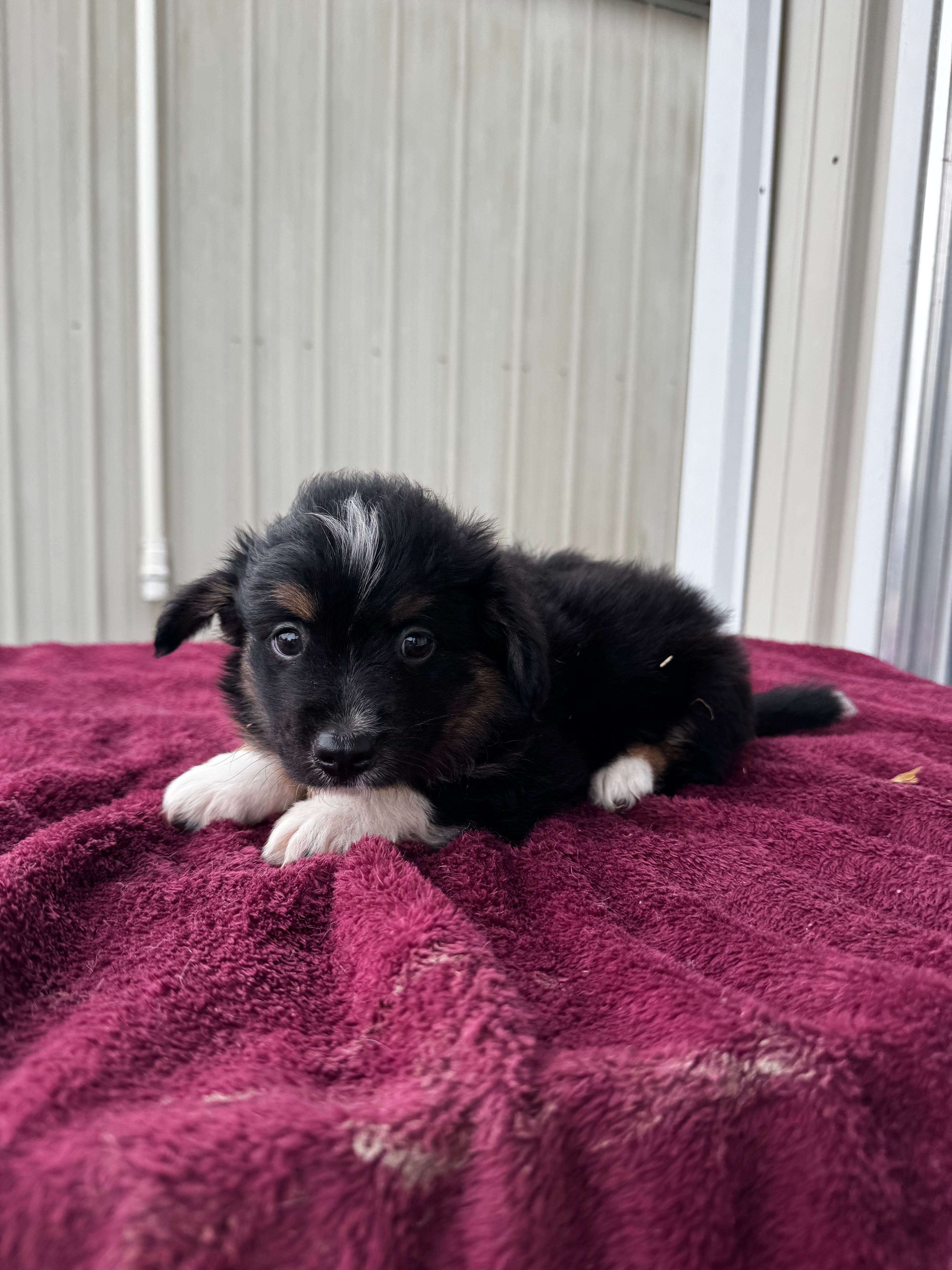 Drago (auggie) – Pembroke Welsh Corgi, Miniature Australian Shepherd puppy for sale in Blessing, TX