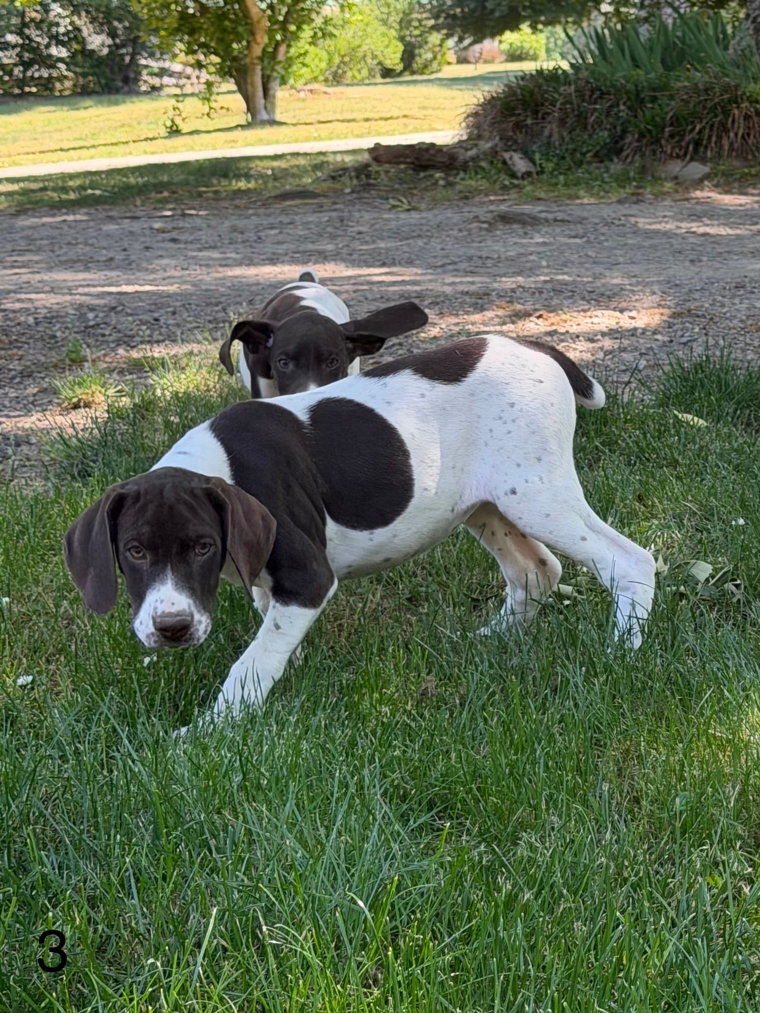 Patched ticked F3 – German Shorthaired Pointer puppy for sale in Spring Hope, NC