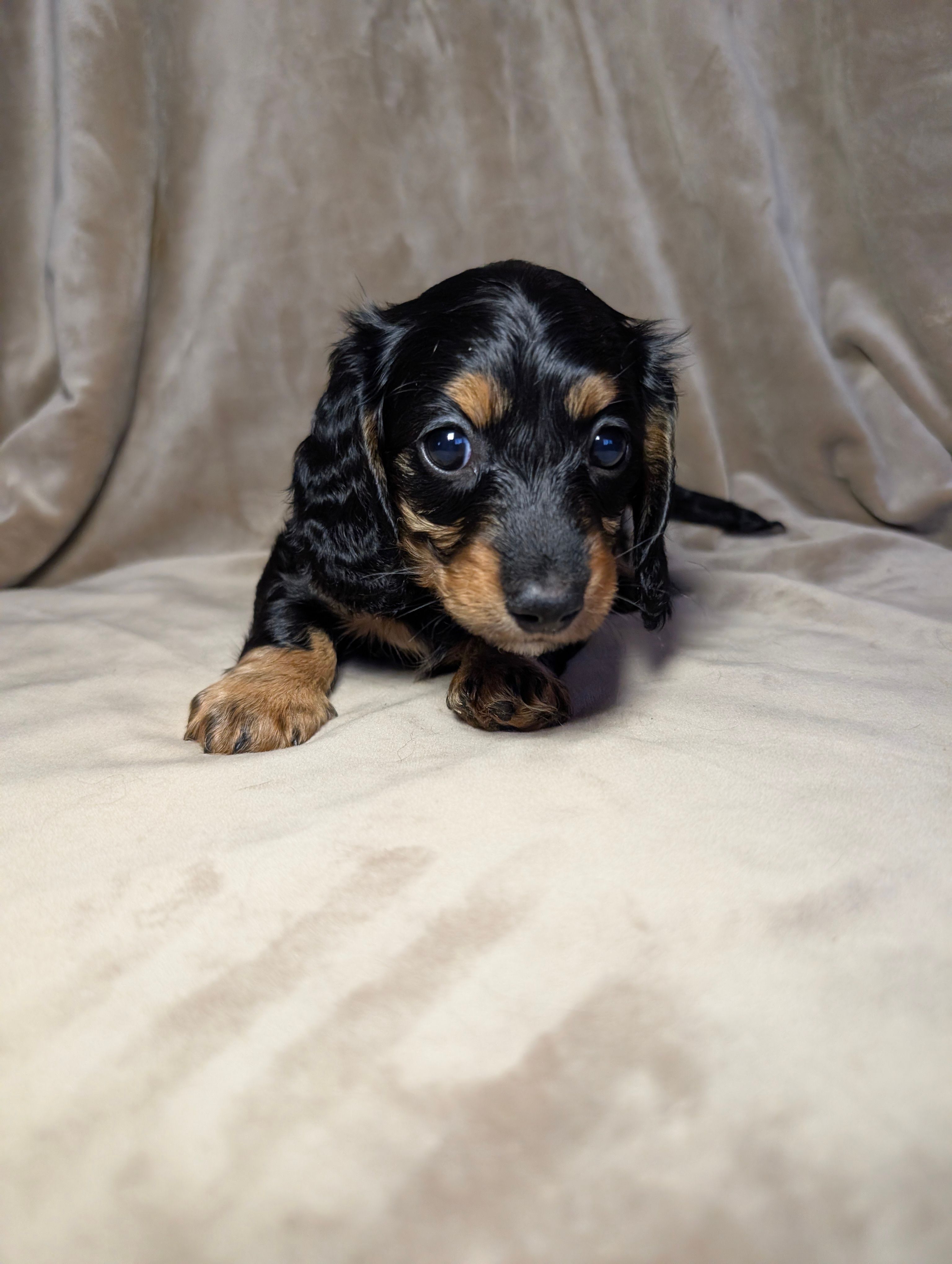 No name  – Miniature Dachshund puppy for sale in Round Lake, IL