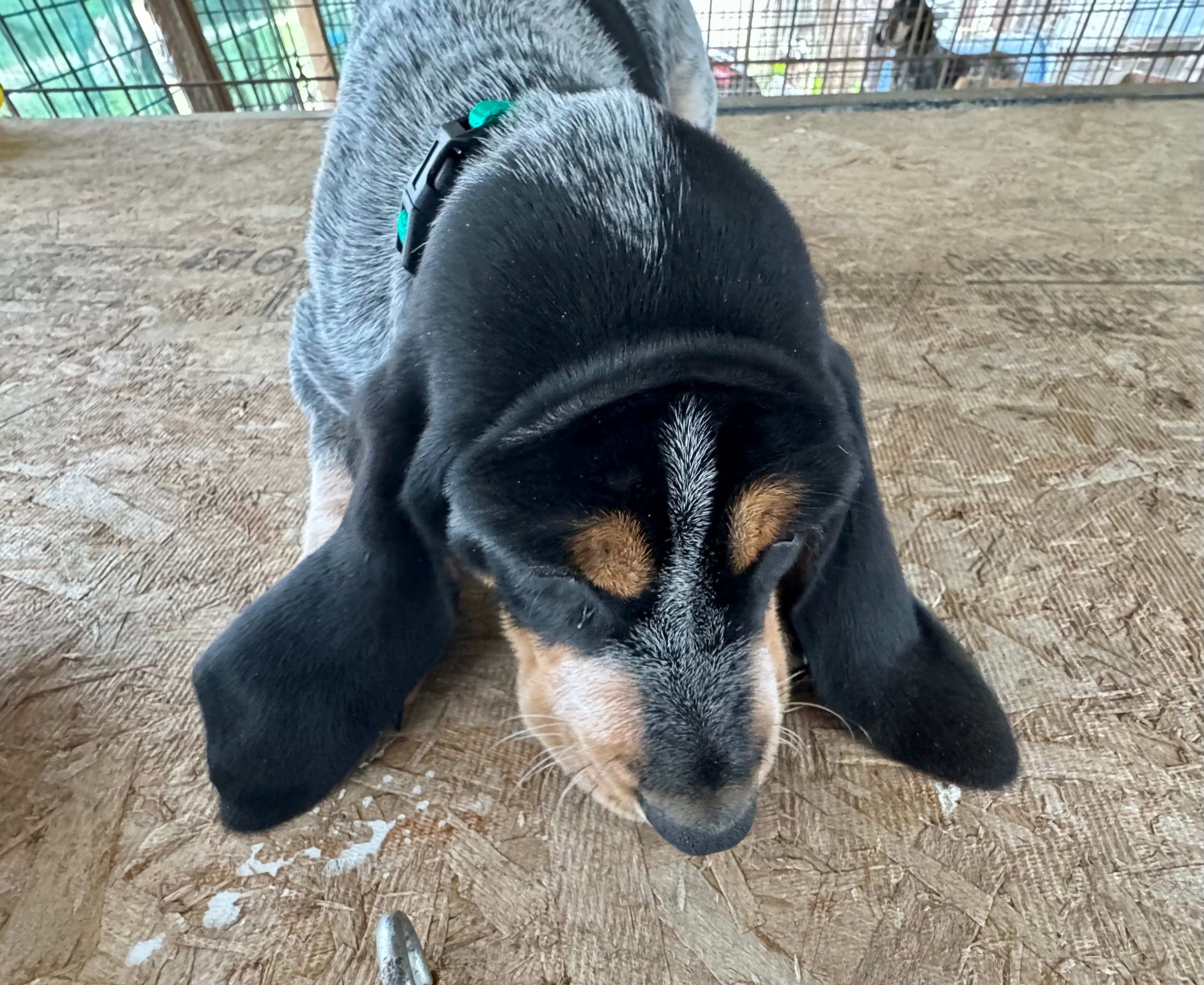 Texas Female Bluetick – Bluetick Coonhound puppy for sale in Fort Worth, TX