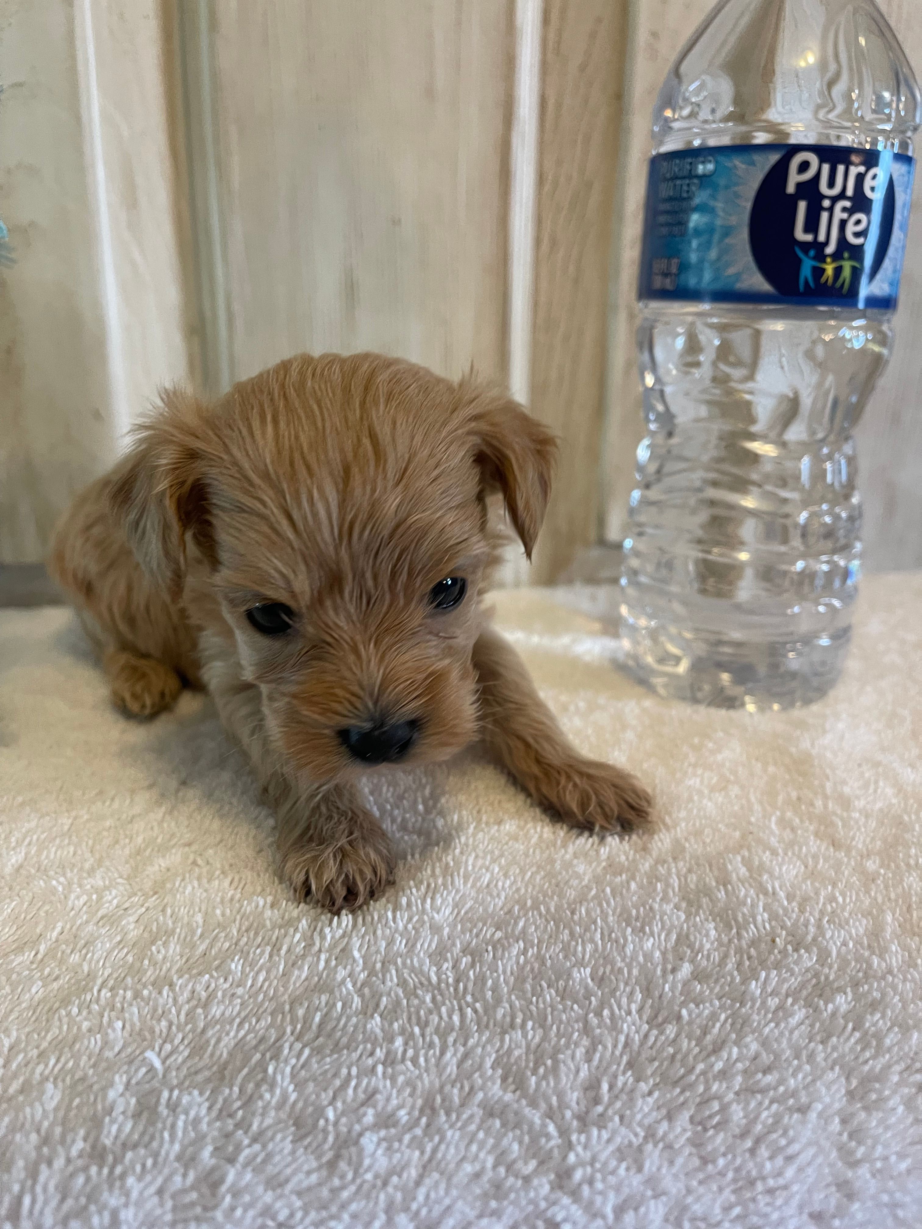 Tank  – Maltipoo puppy for sale in Muldrow, OK