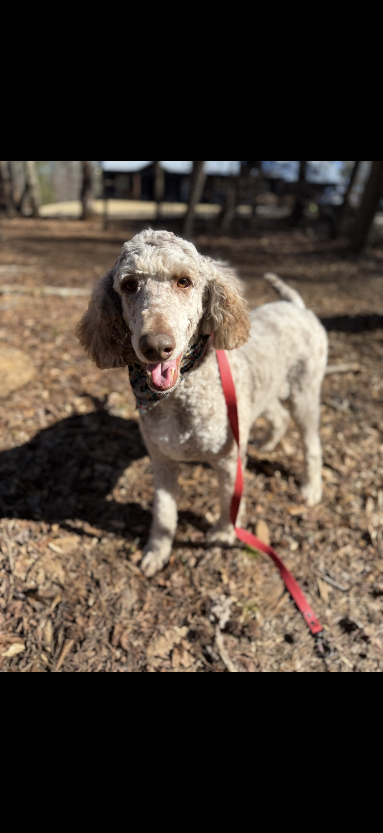 Kylo  – Poodle - Multi-Colored Standard puppy for sale in Homer, GA