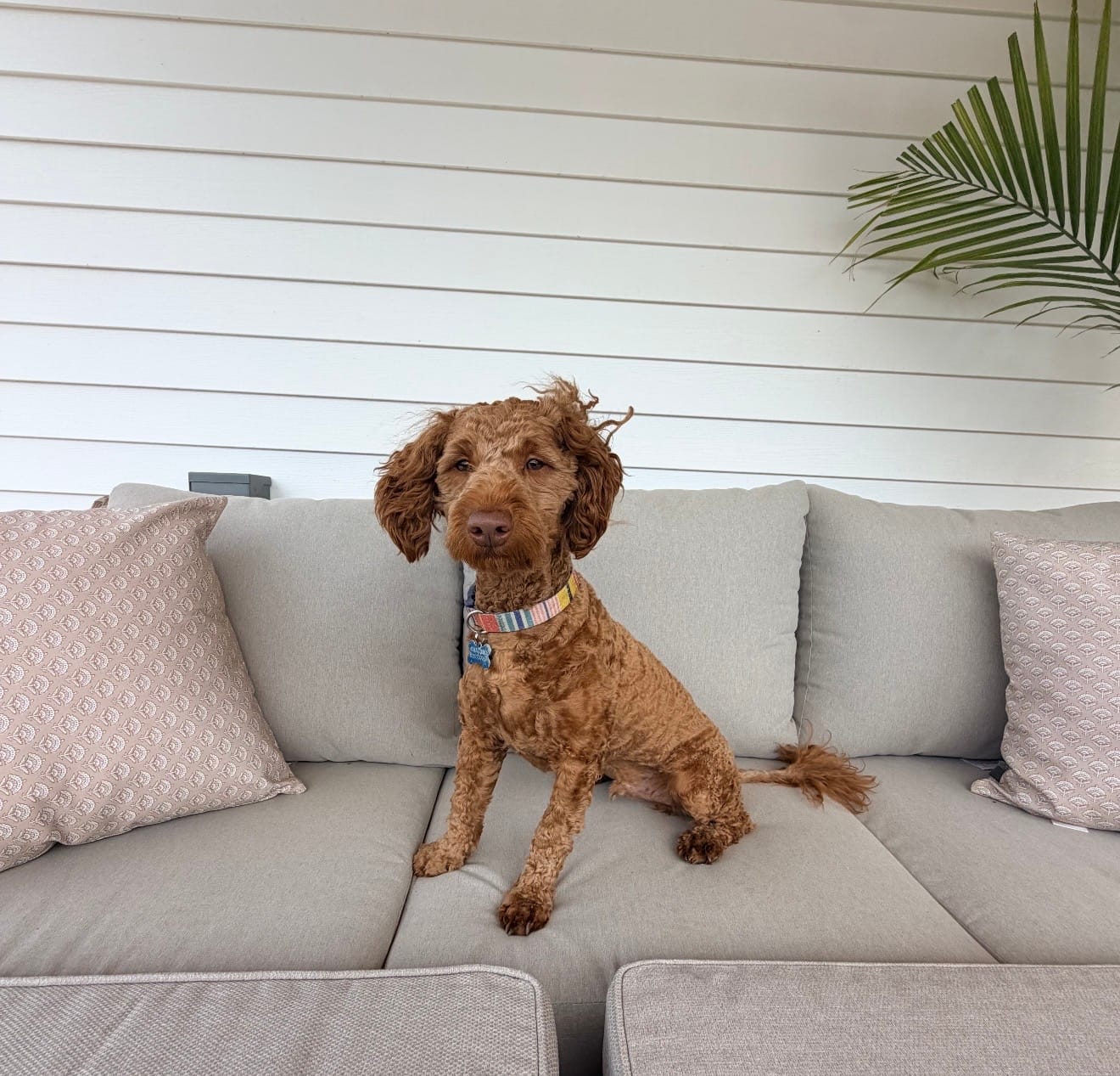 Gideon – Miniature Goldendoodle puppy for sale in Homer, GA