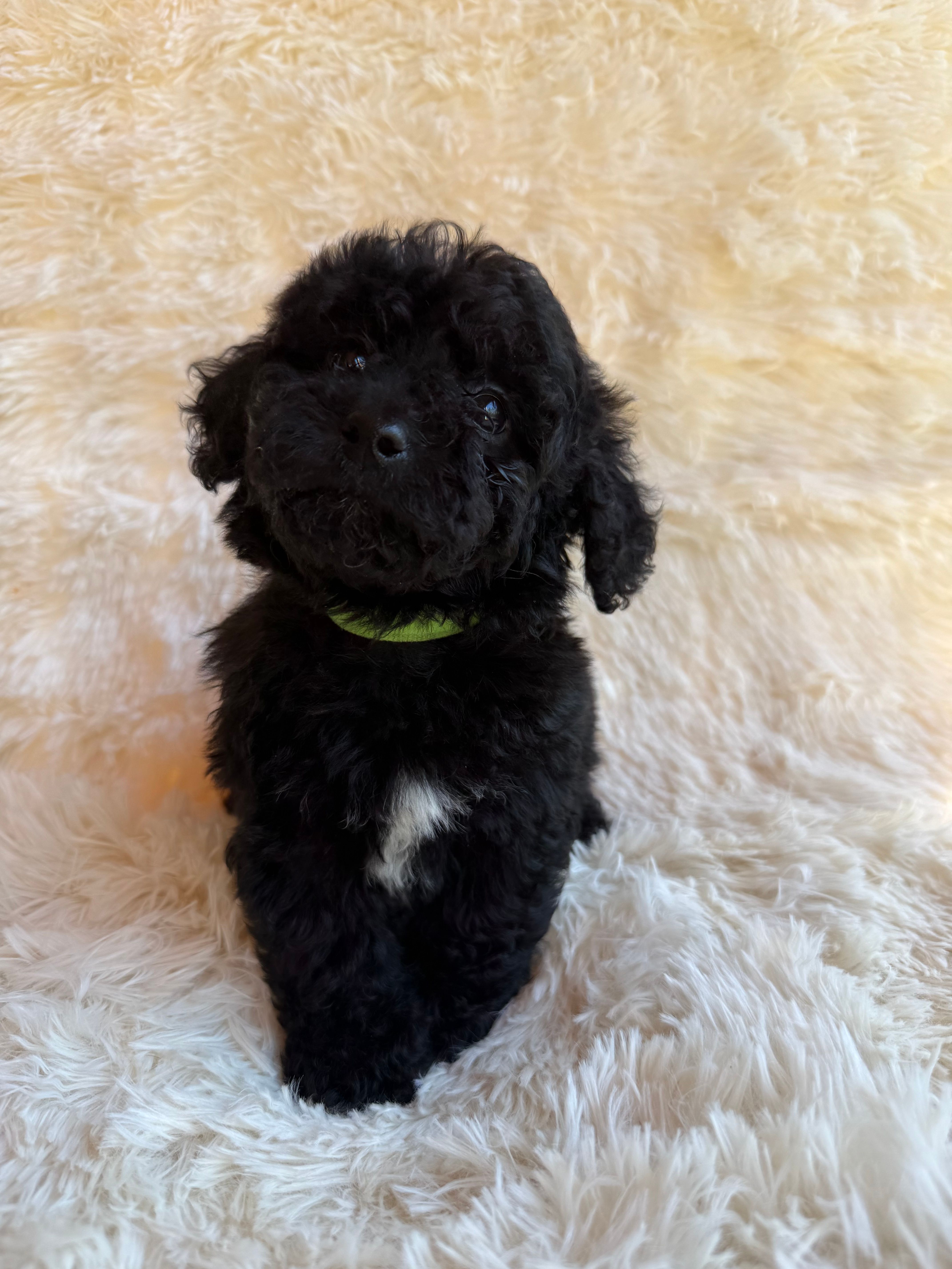 Romeo – Miniature Aussiedoodle puppy for sale in Homer, GA
