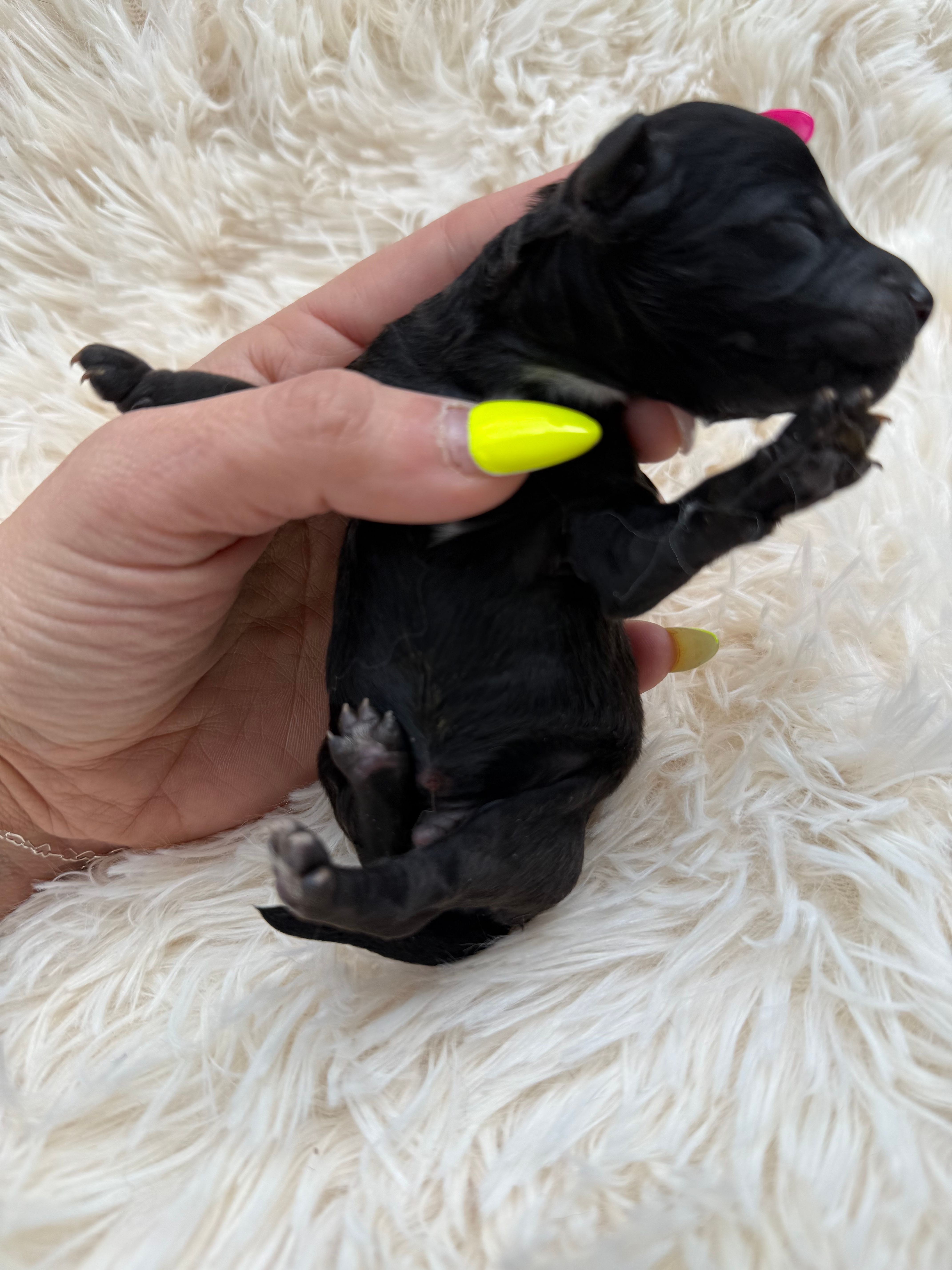 Andy  – Miniature Goldendoodle puppy for sale in Homer, GA