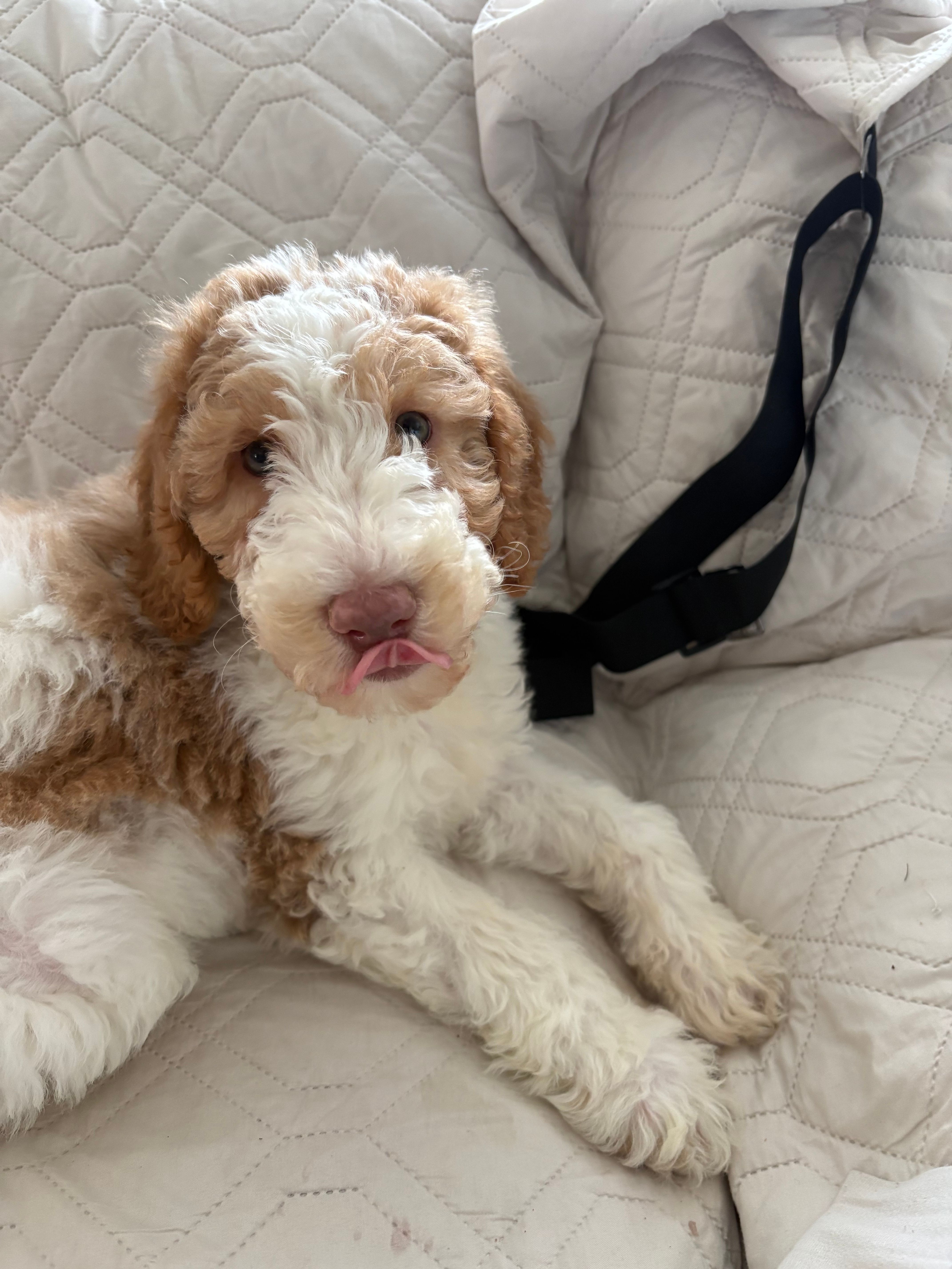 Benji – Miniature Goldendoodle puppy for sale in Palisades Park, NJ