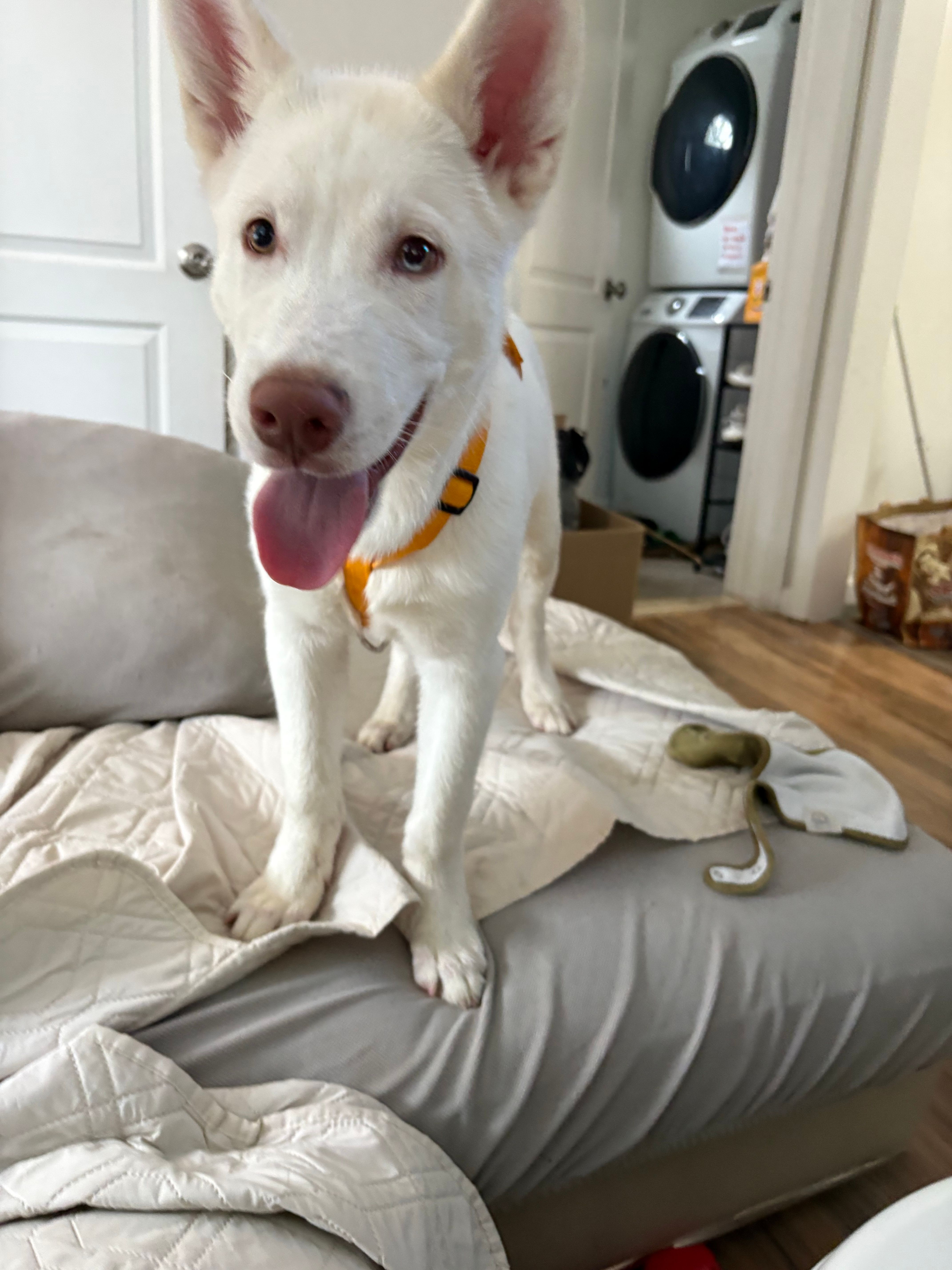 Bolt – Siberian Husky puppy for sale in Palisades Park, NJ