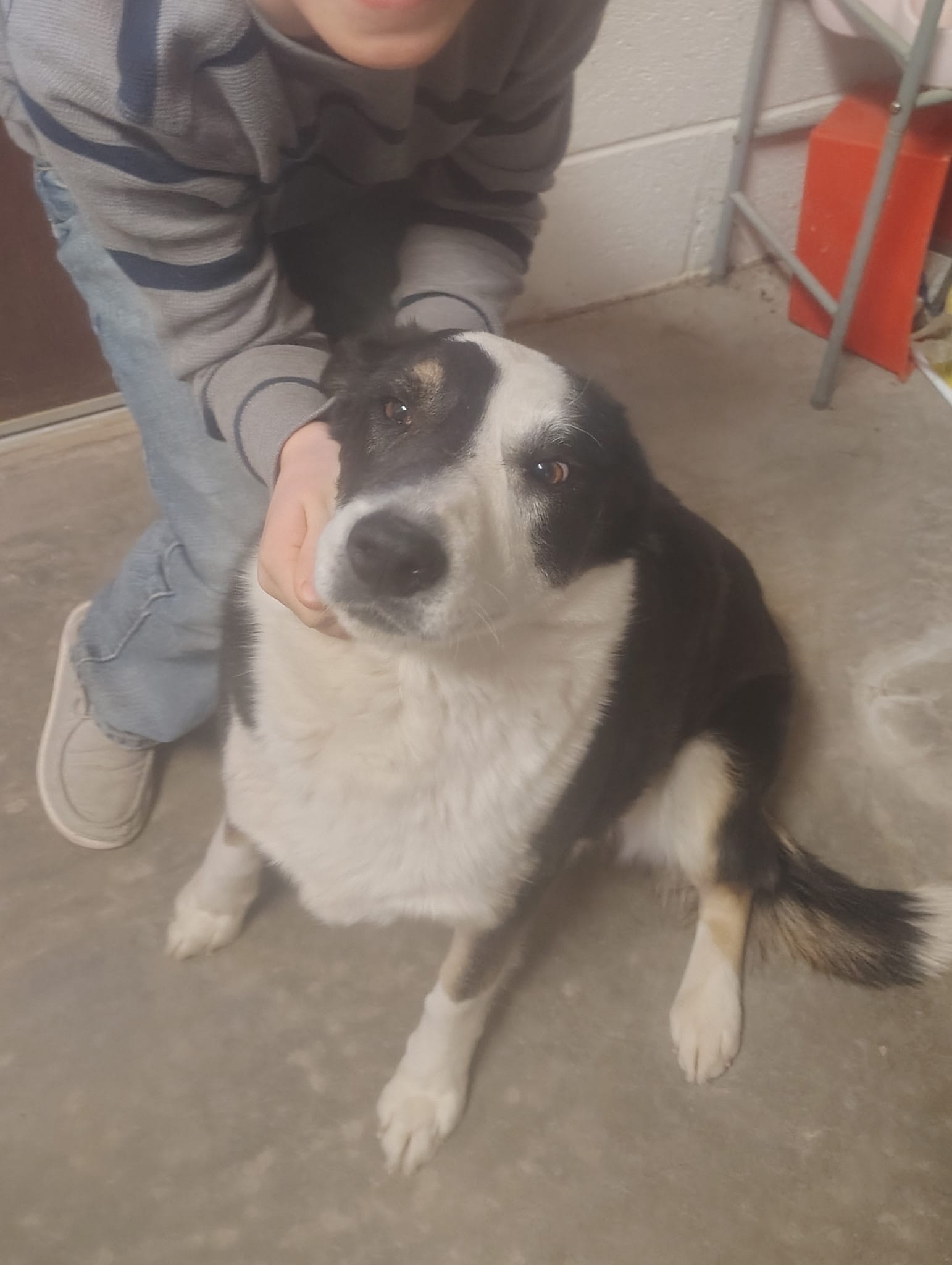 Ace – Australian Kelpie, Border Collie puppy for sale in Gruver, TX