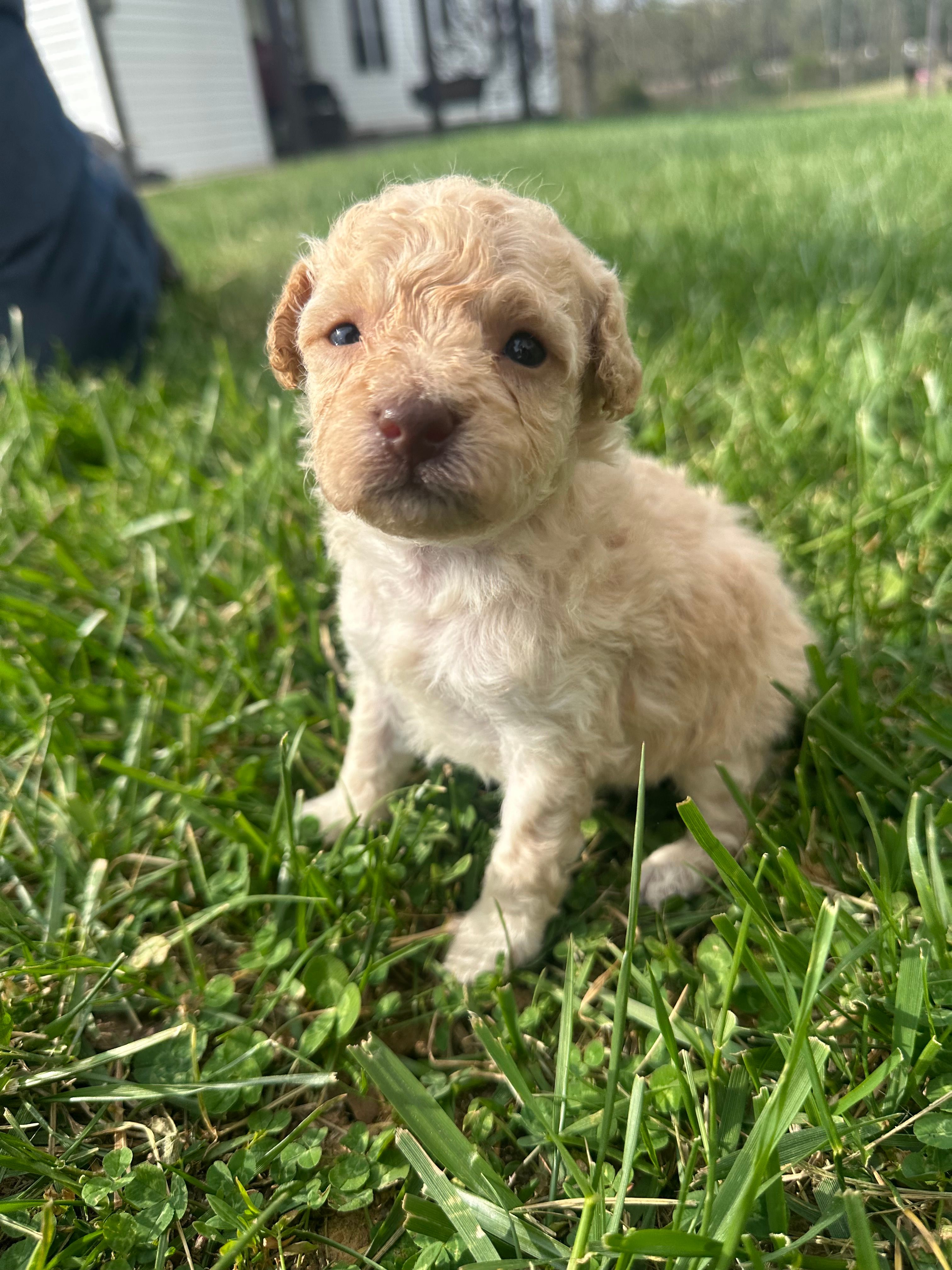 Ginger – Poodle - Toy  puppy for sale in Munfordville, KY
