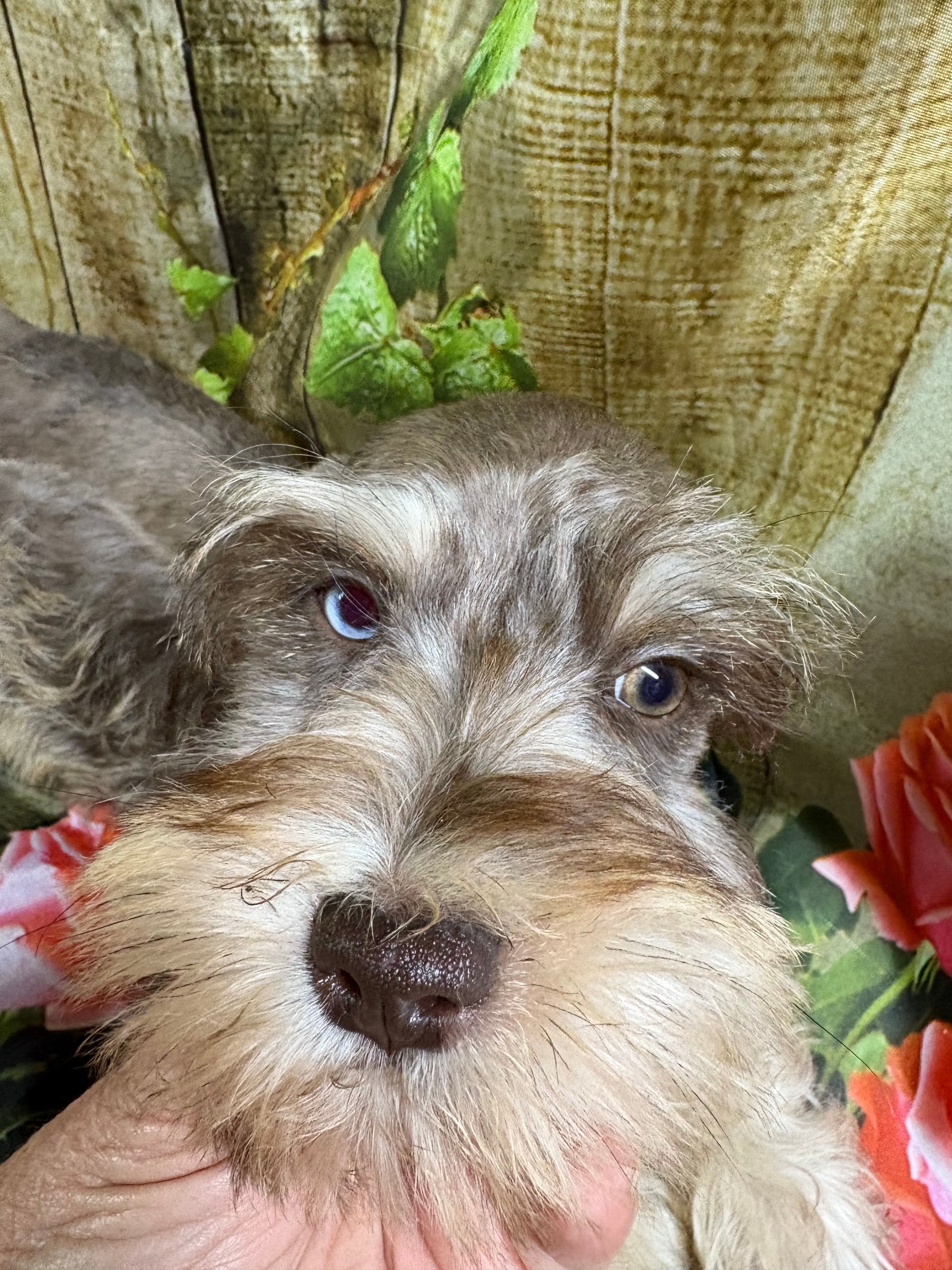 Gorgeous – Miniature Schnauzer puppy for sale in Kilgore, TX
