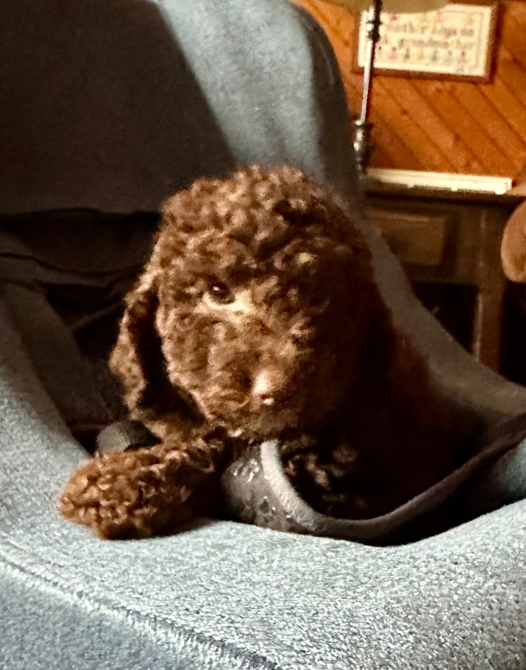 Nome – Goldendoodle puppy for sale in Glasgow, KY