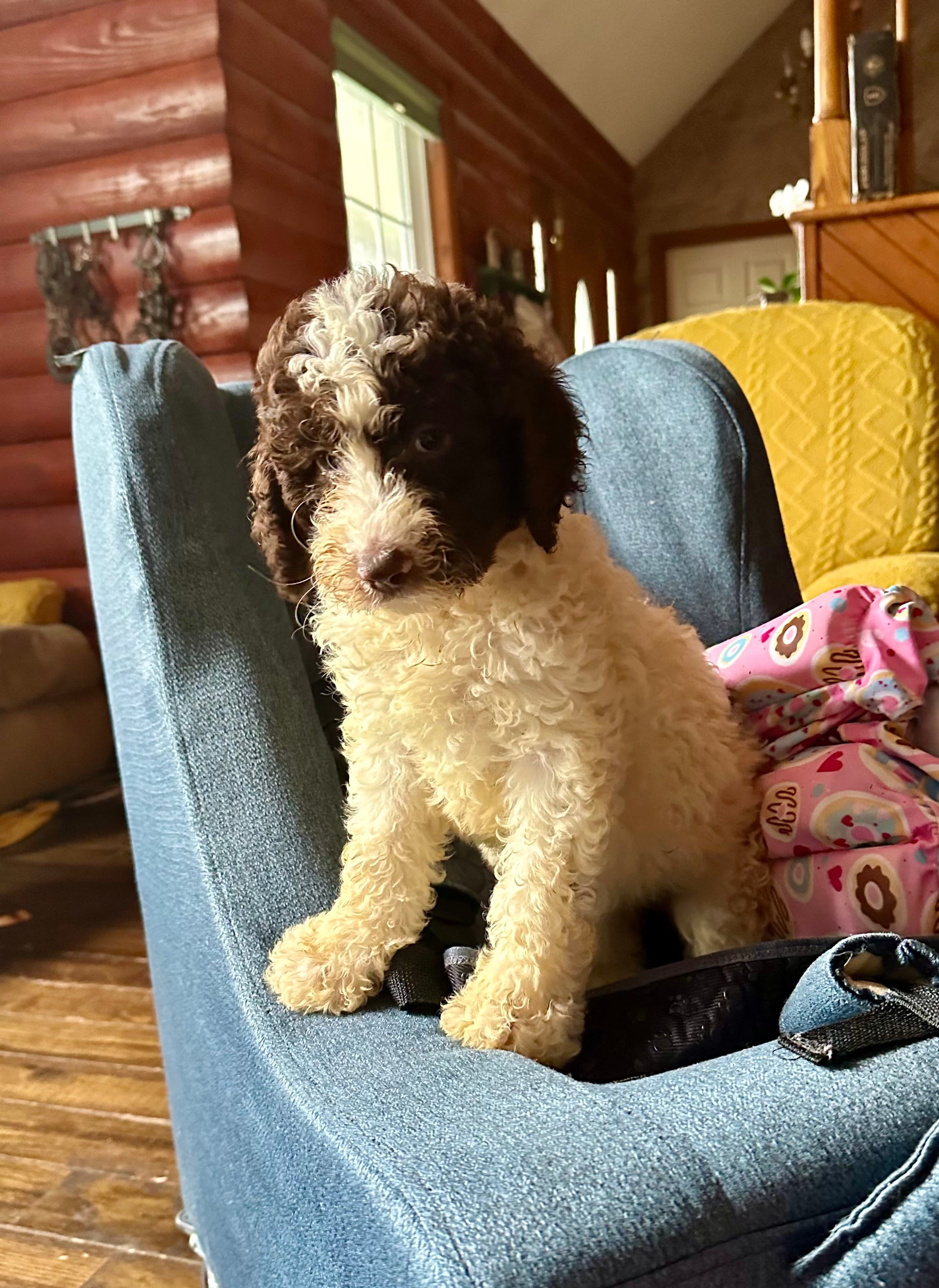 Nancy – Goldendoodle puppy for sale in Glasgow, KY
