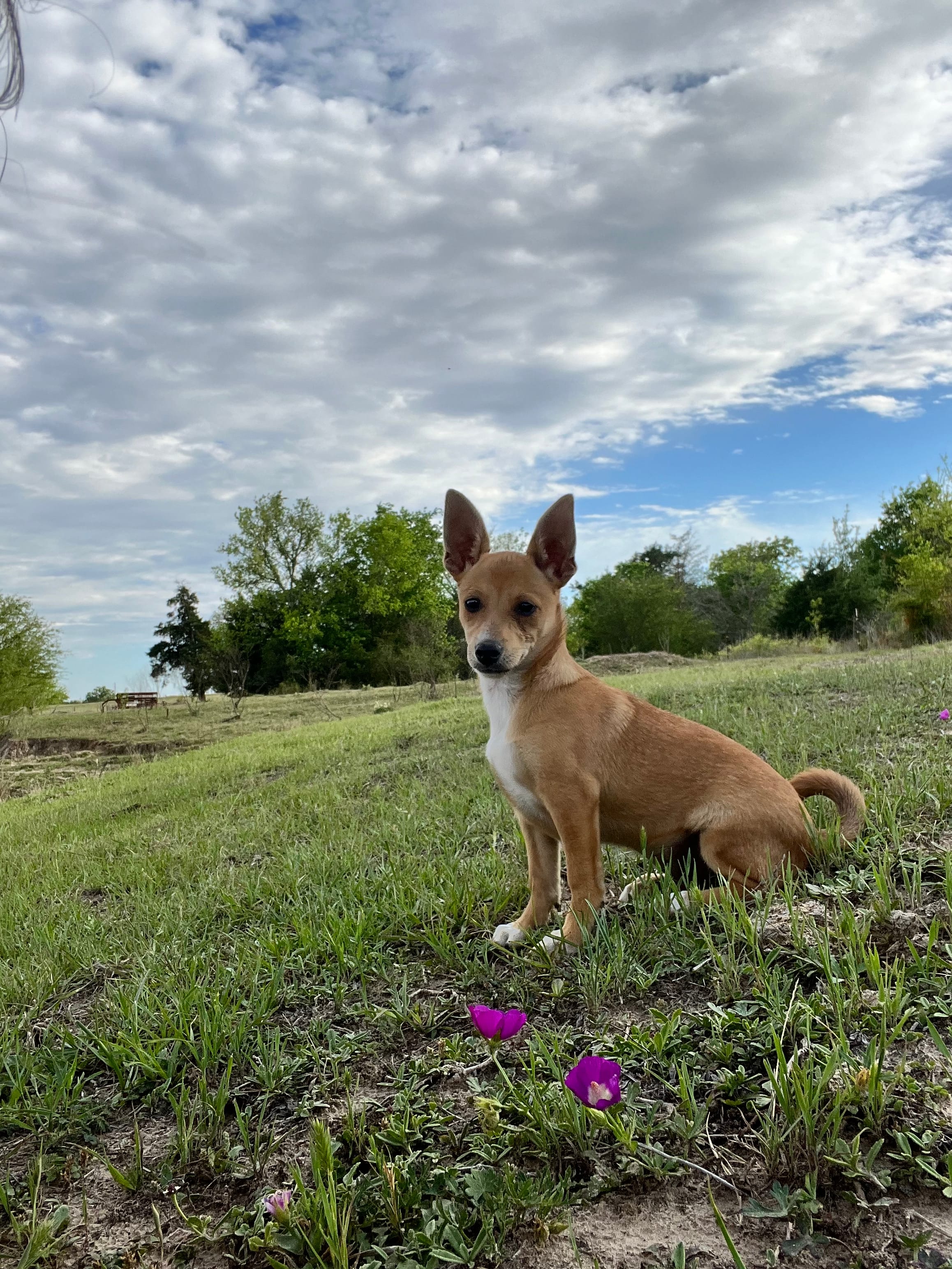 Scrappy-Doo – Chihuahua puppy for sale in McDade, TX