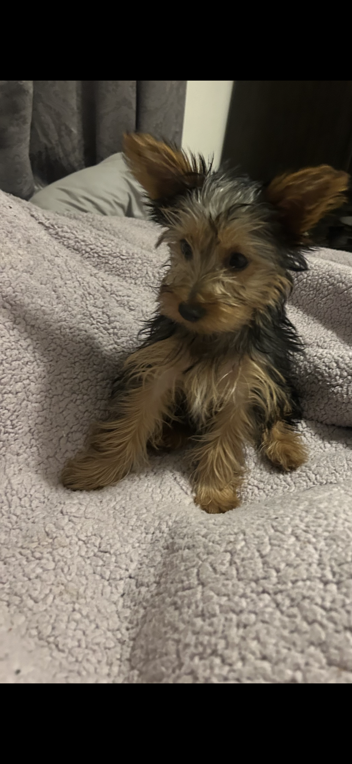 Honey – Yorkshire Terrier puppy for sale in Hammond, IN