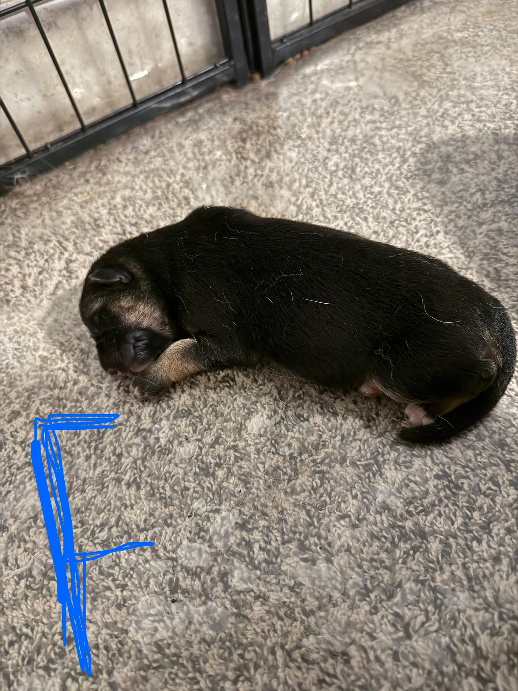 Drizzle  – German Shepherd Dog puppy for sale in Springfield, IL