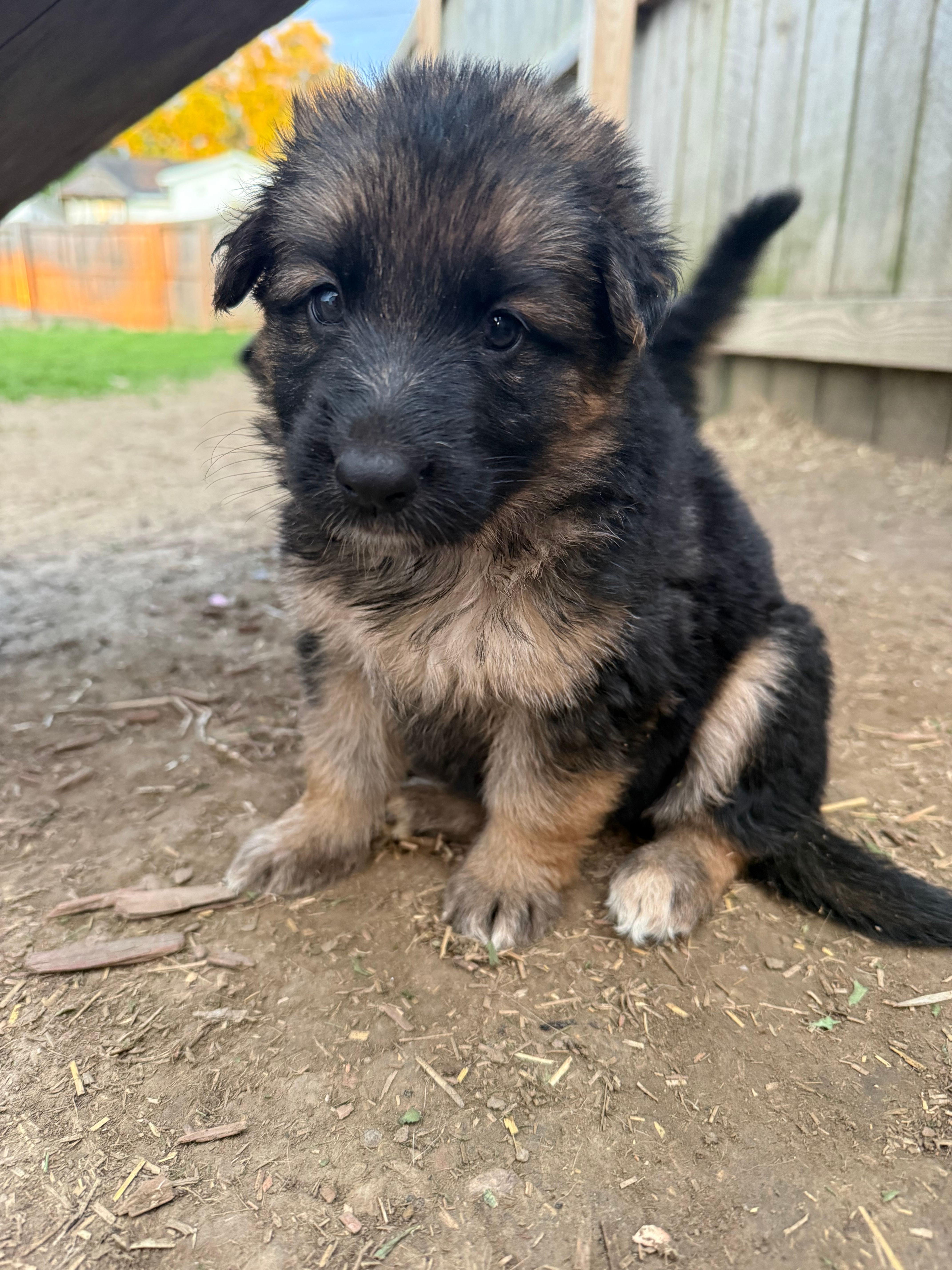 Poppy  – German Shepherd Dog puppy for sale in Springfield, IL