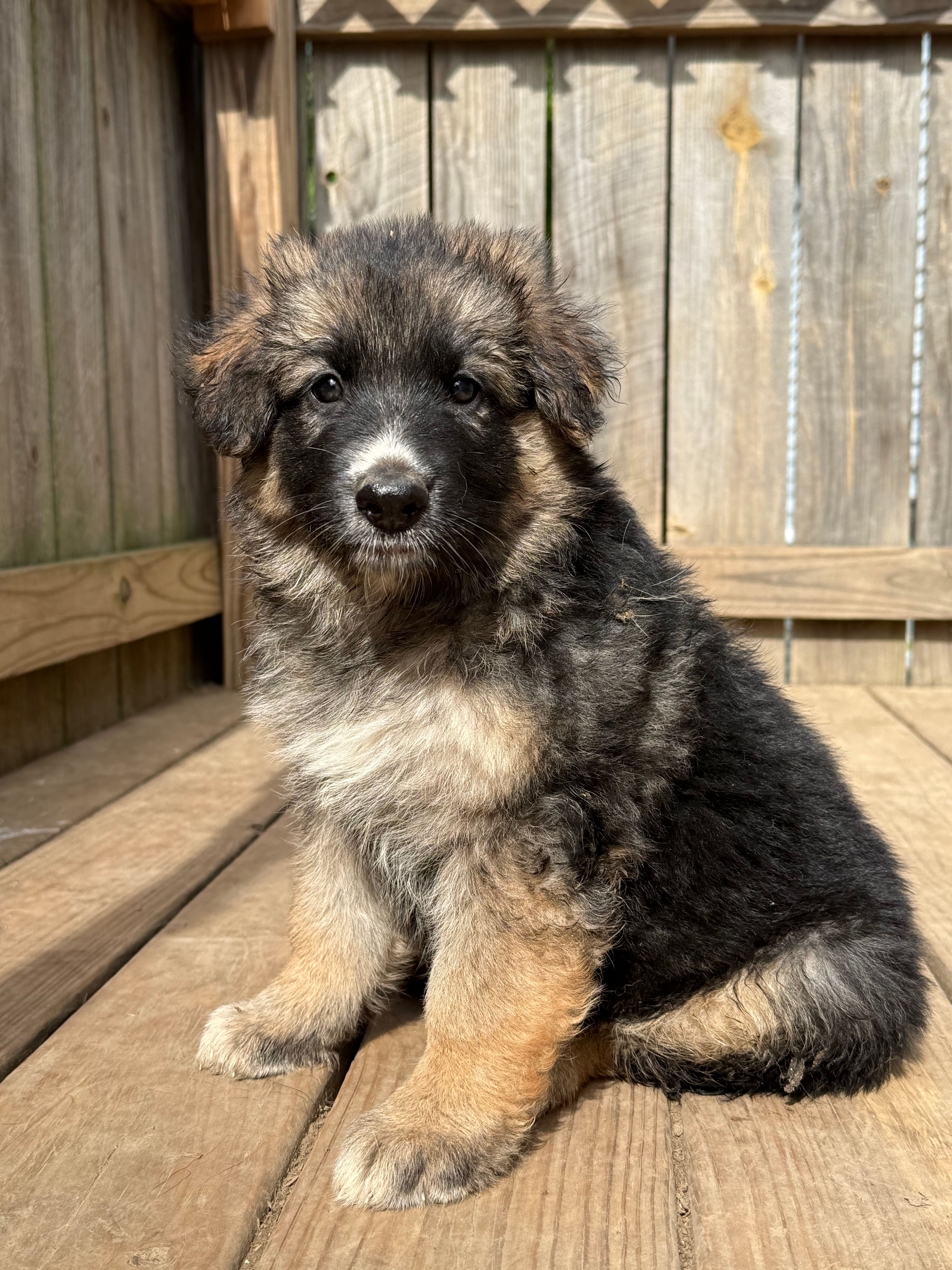 Mist – German Shepherd Dog puppy for sale in Springfield, IL