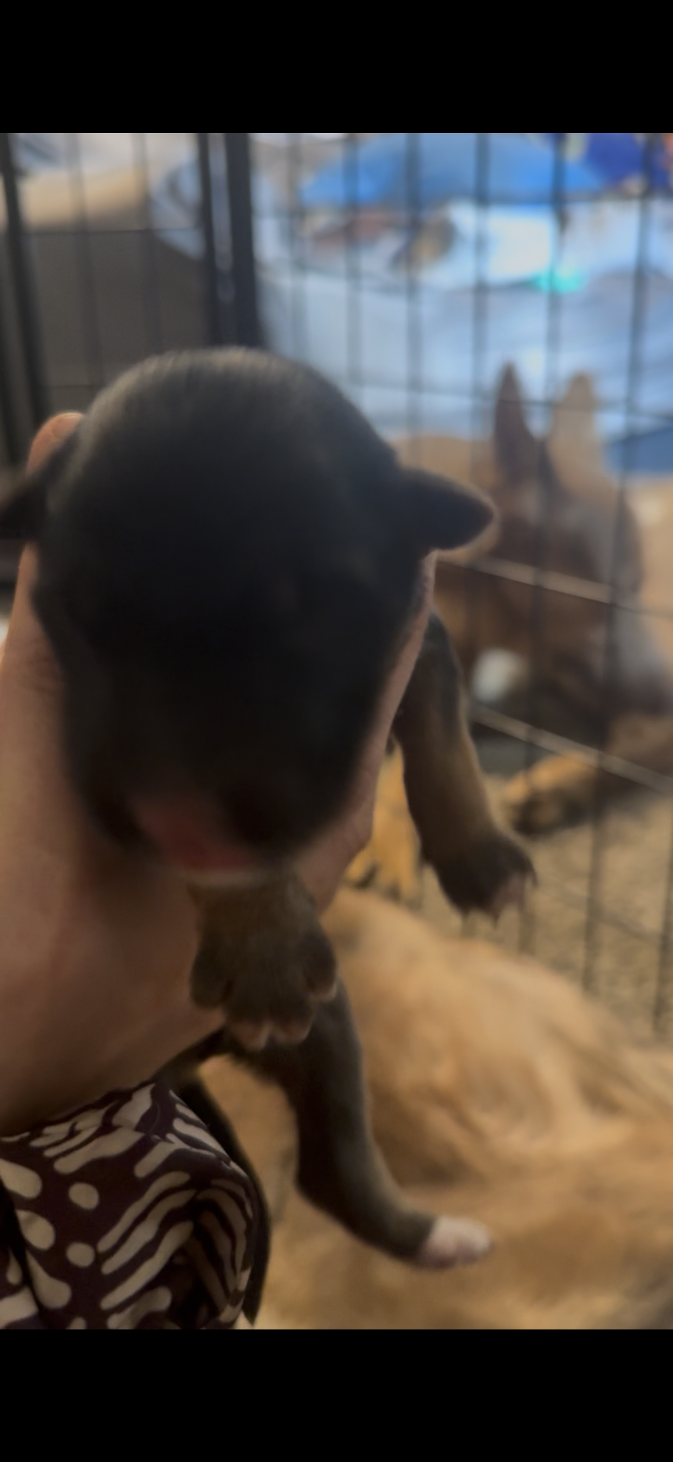 Storm – German Shepherd Dog puppy for sale in Springfield, IL