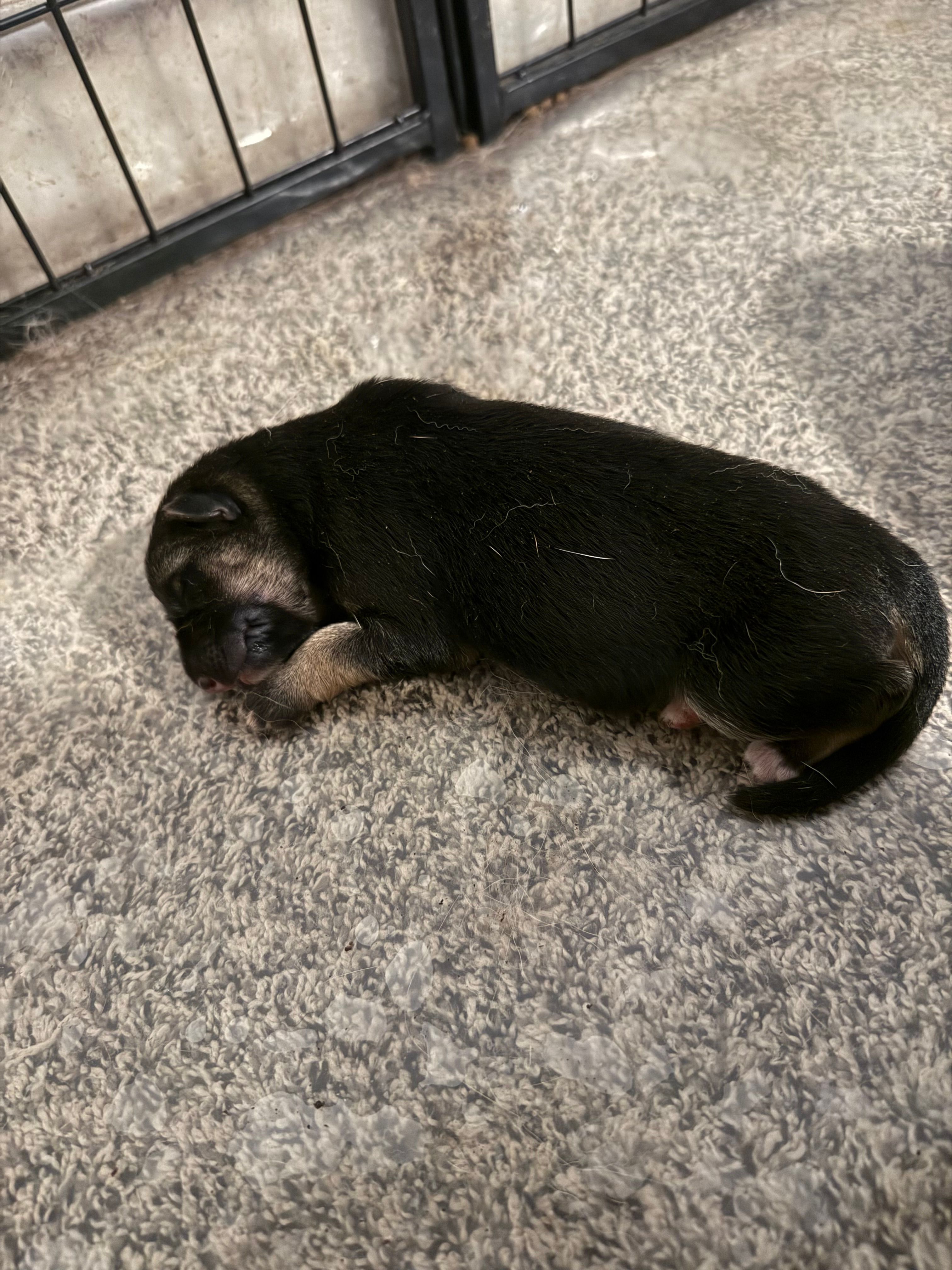 Drizzle  – German Shepherd Dog puppy for sale in Springfield, IL