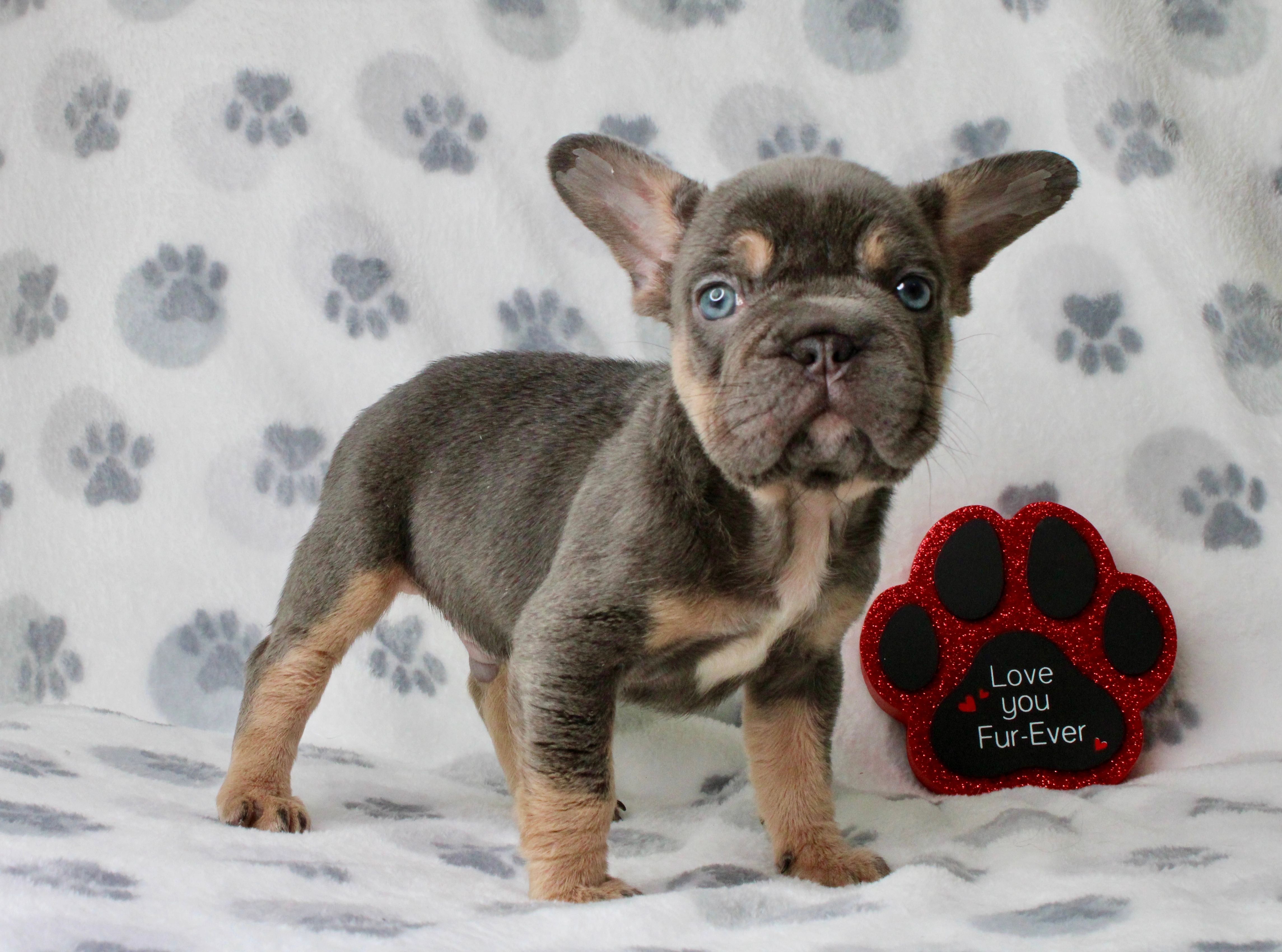 Chase  – French Bulldog puppy for sale in Fort Worth, TX