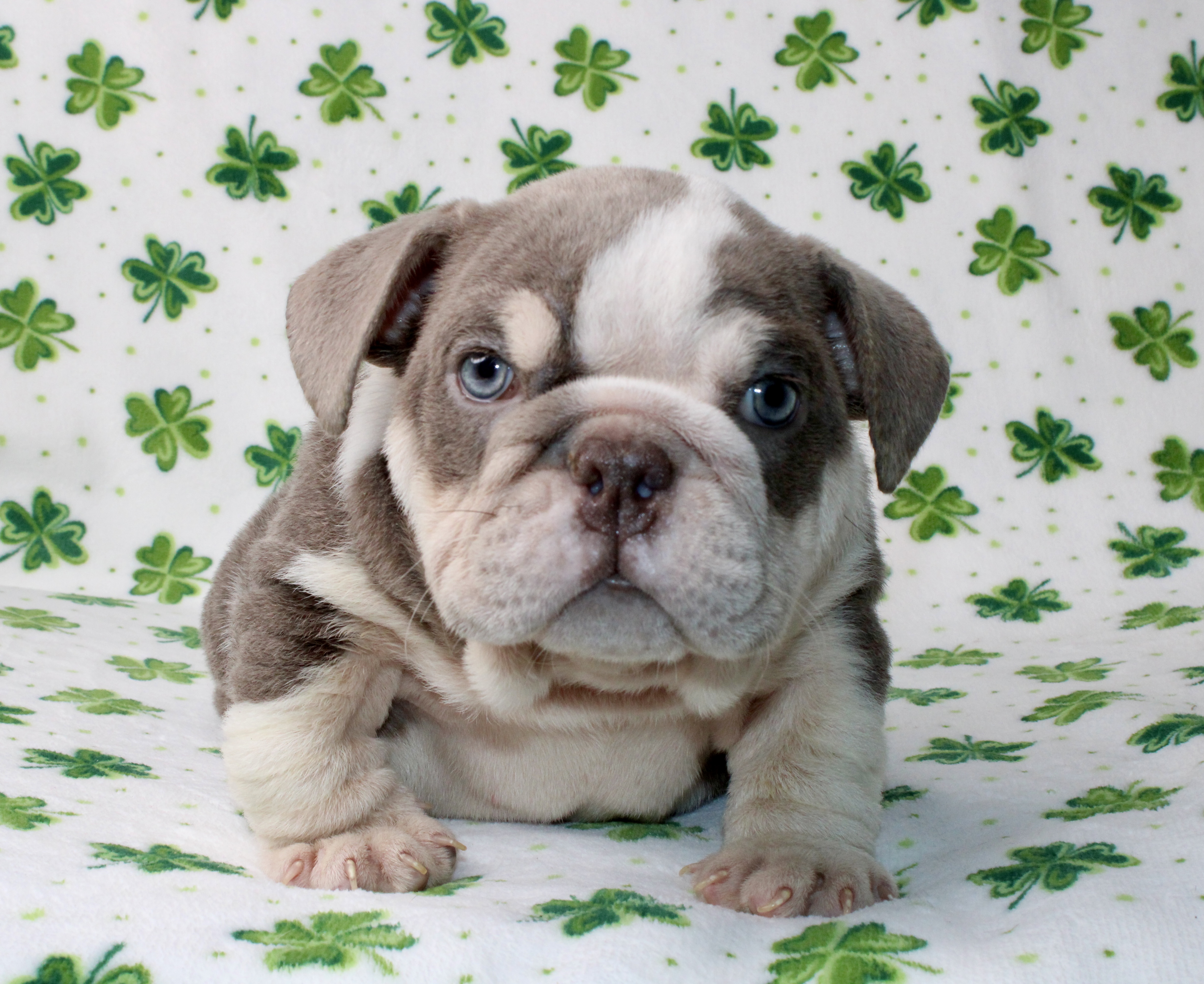 Lucy  – English Bulldog puppy for sale in Fort Worth, TX