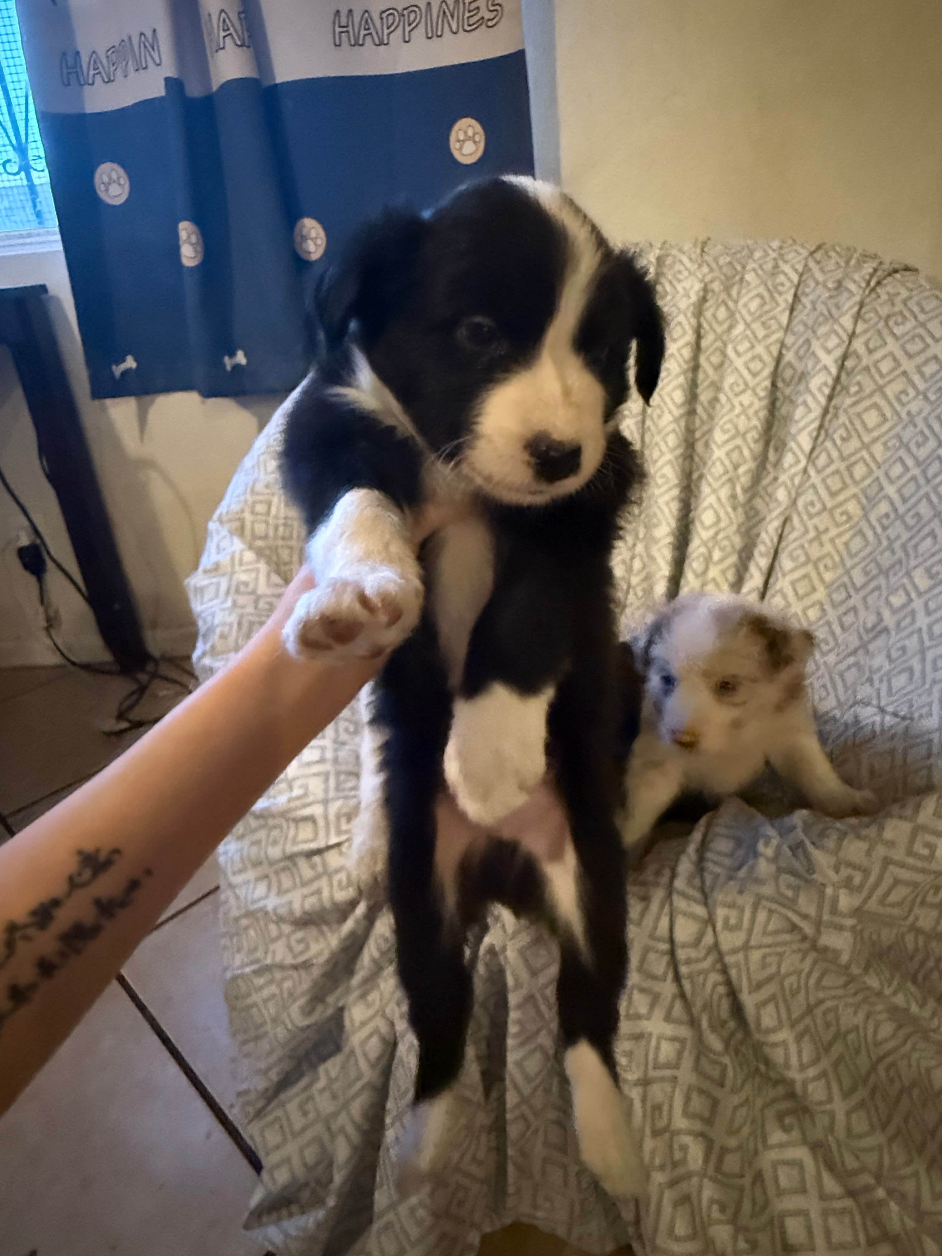 Boy – Border Collie puppy for sale in Las Vegas, NV