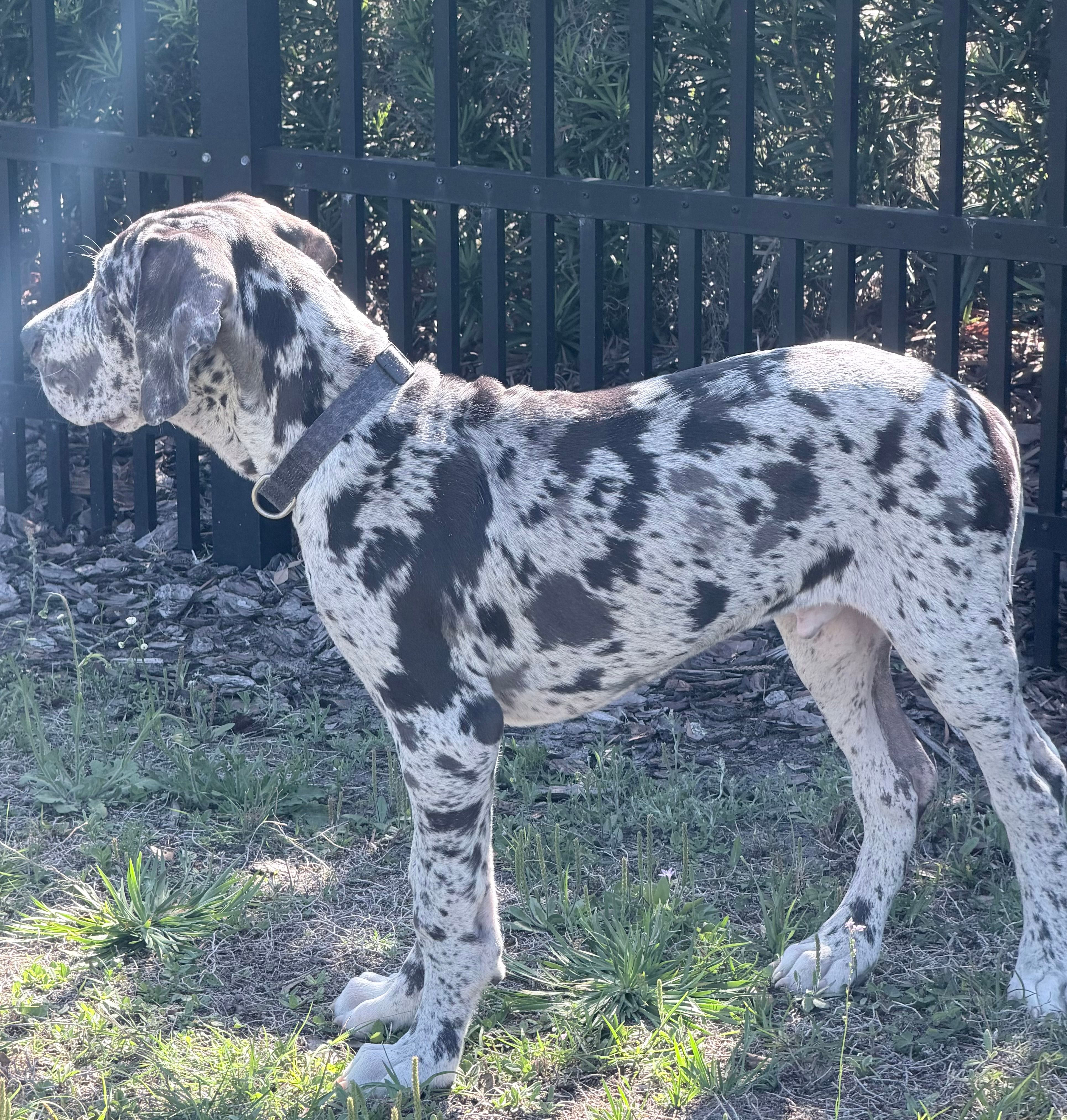 Henry  – Great Dane puppy for sale in Orlando, FL