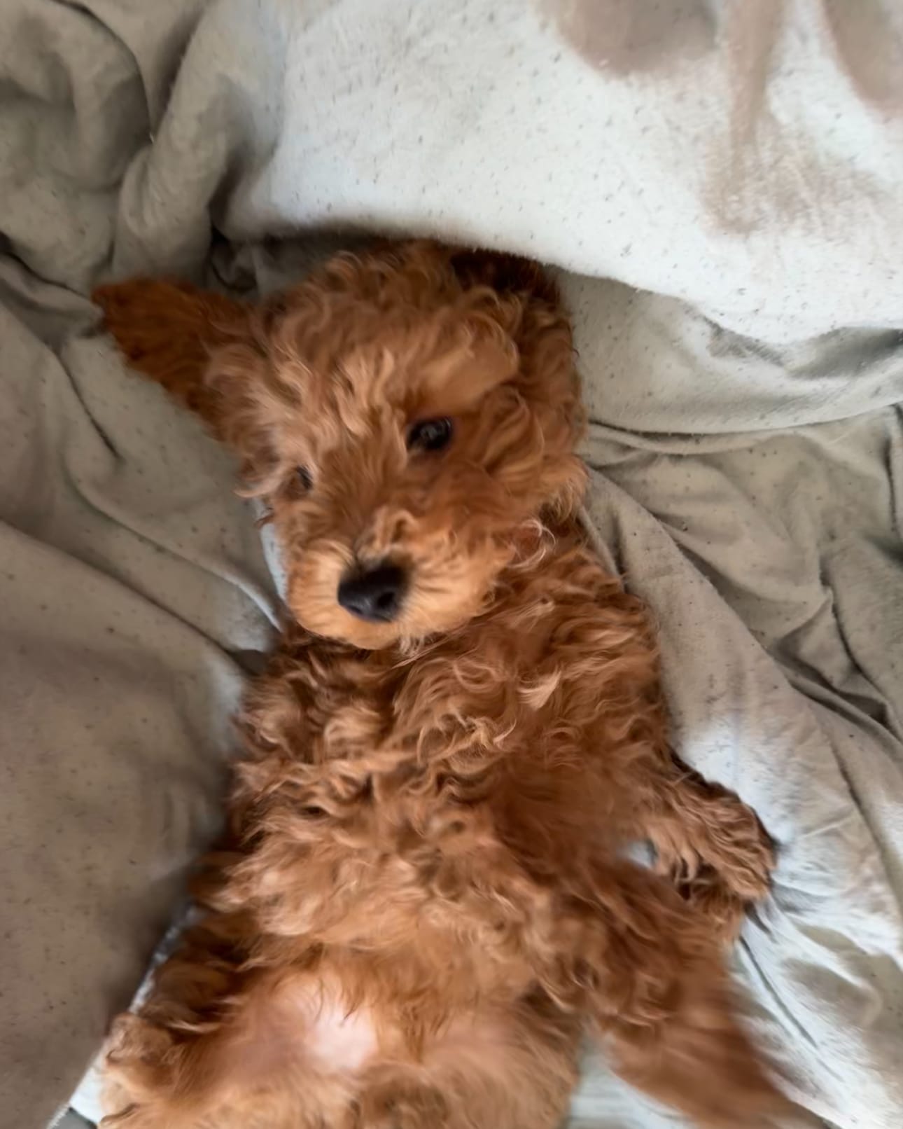 Cappuccino (Cappi) – Poodle - Toy , Poodle - Miniature  puppy for sale in Rockland, MA